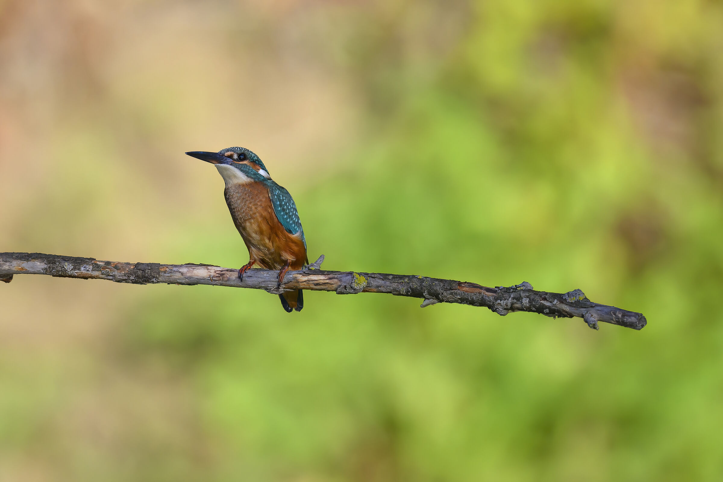 Kingfisher