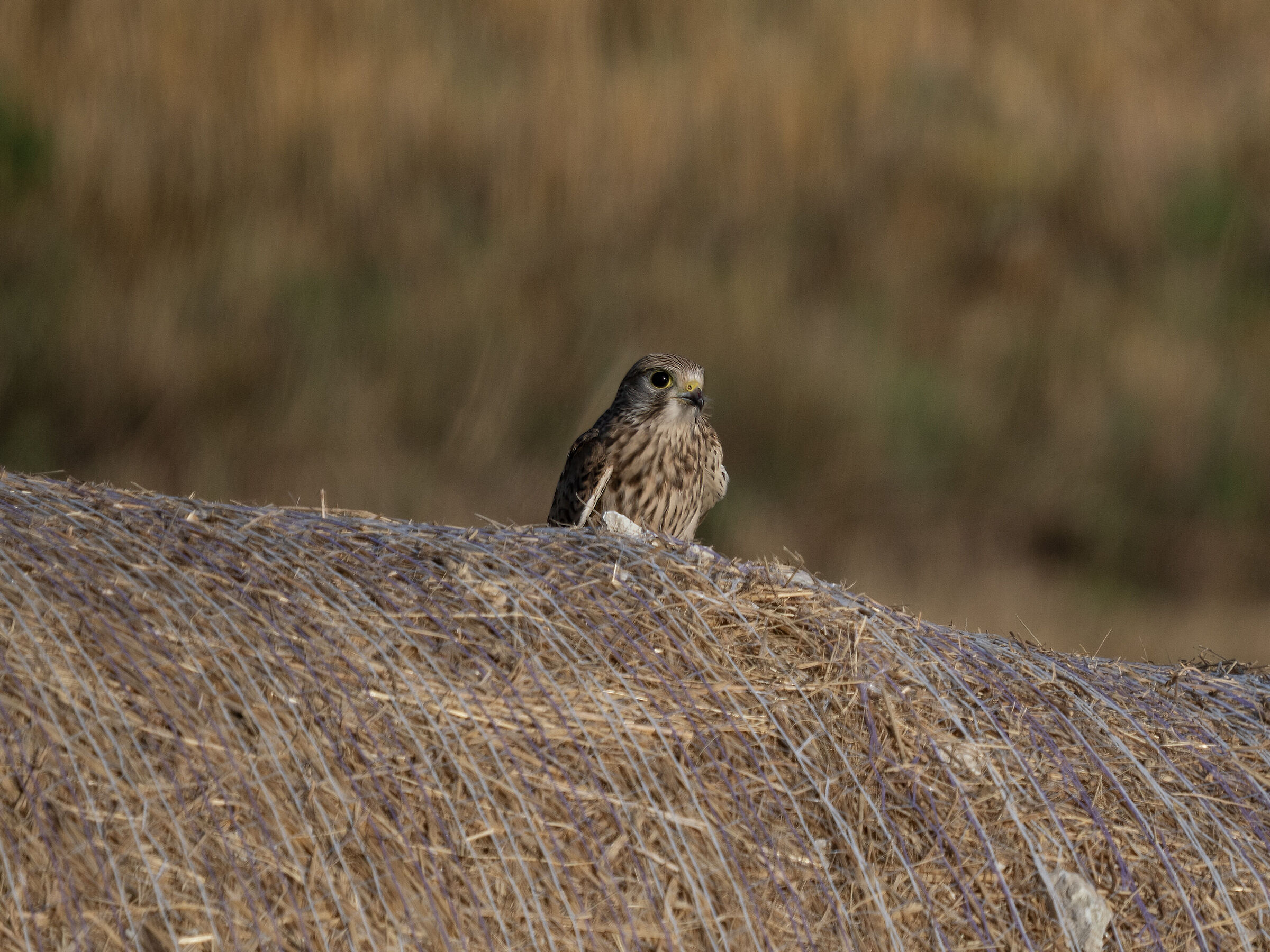 Kestrel