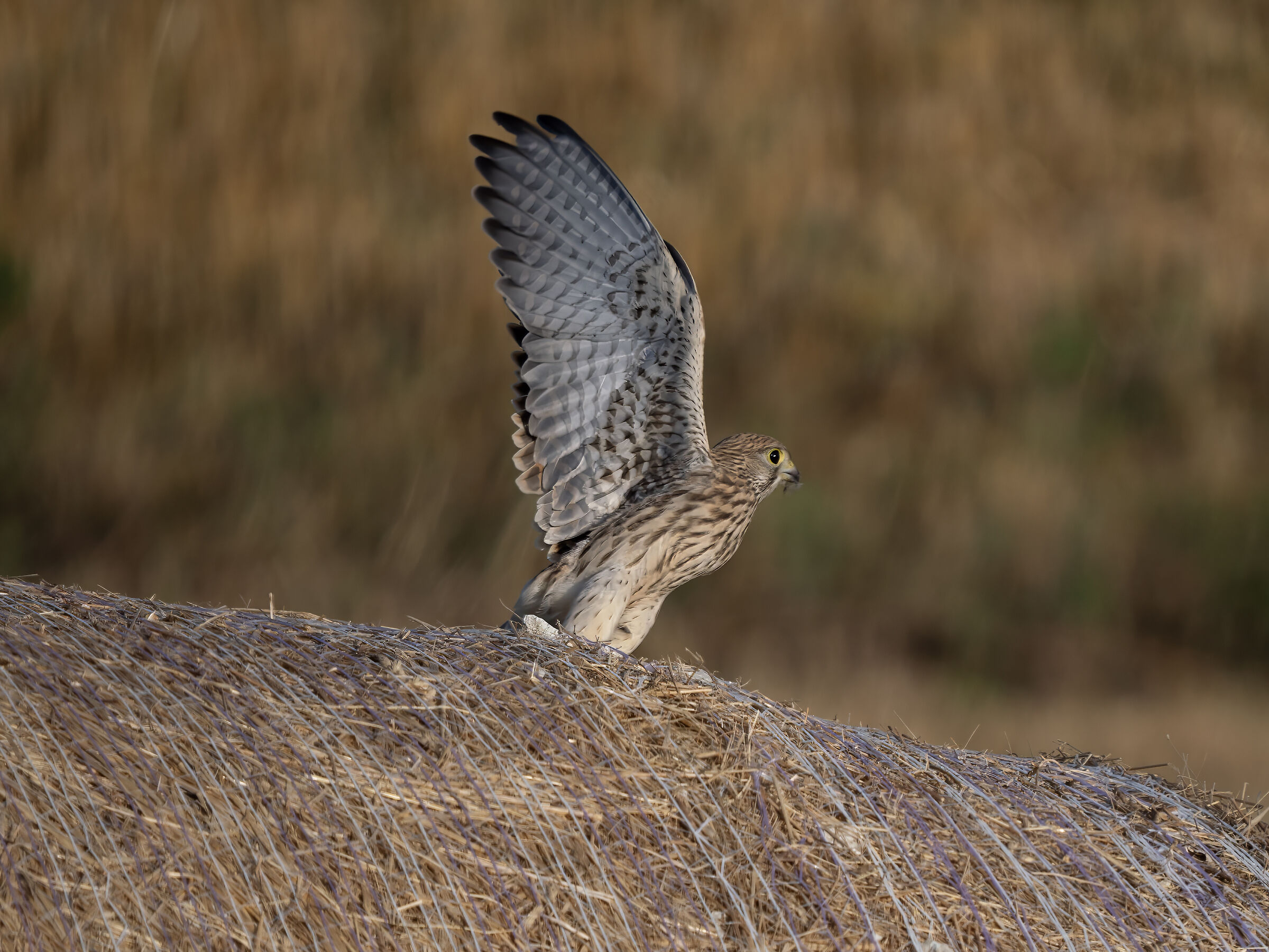 Kestrel
