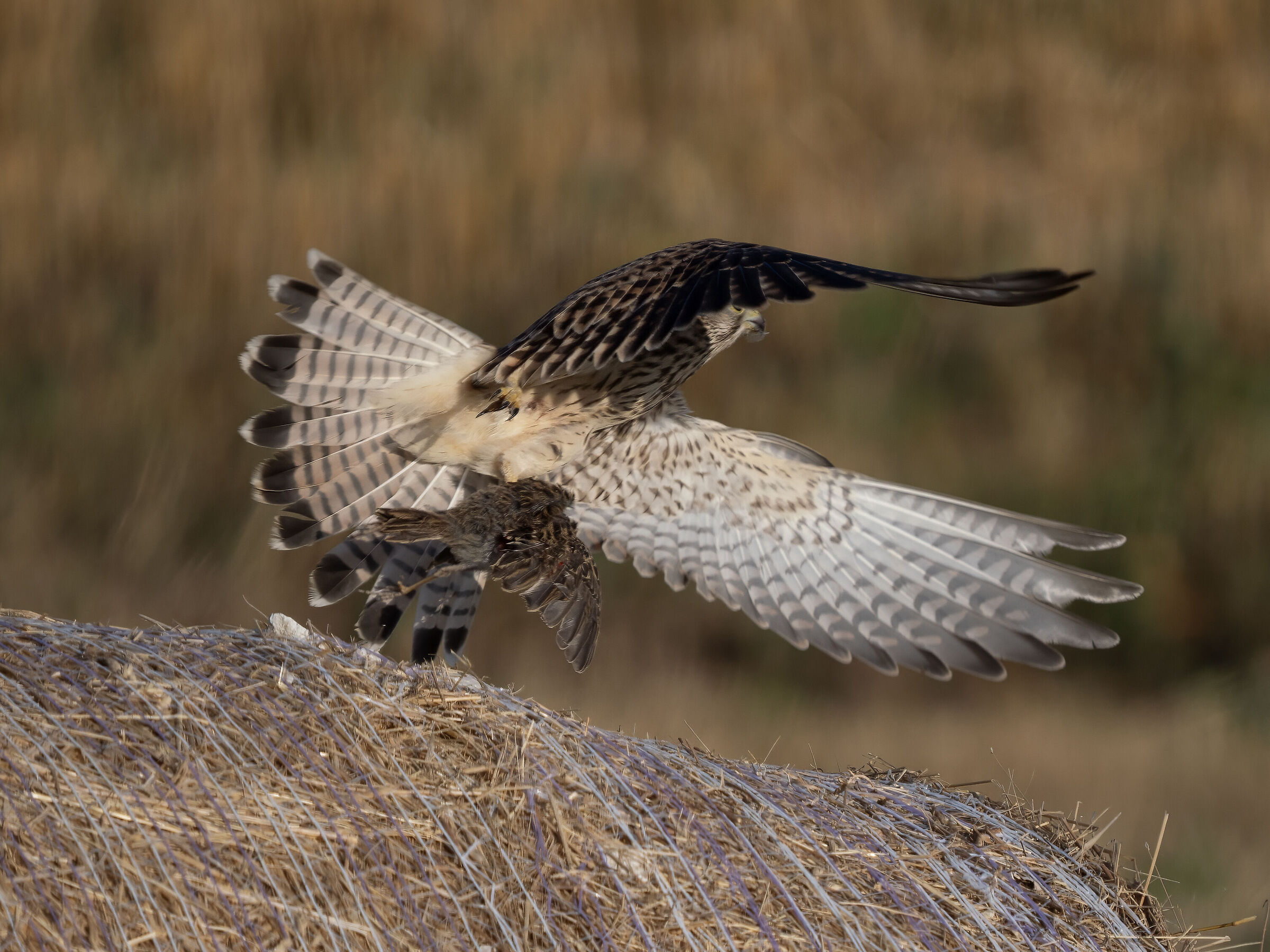 Kestrel