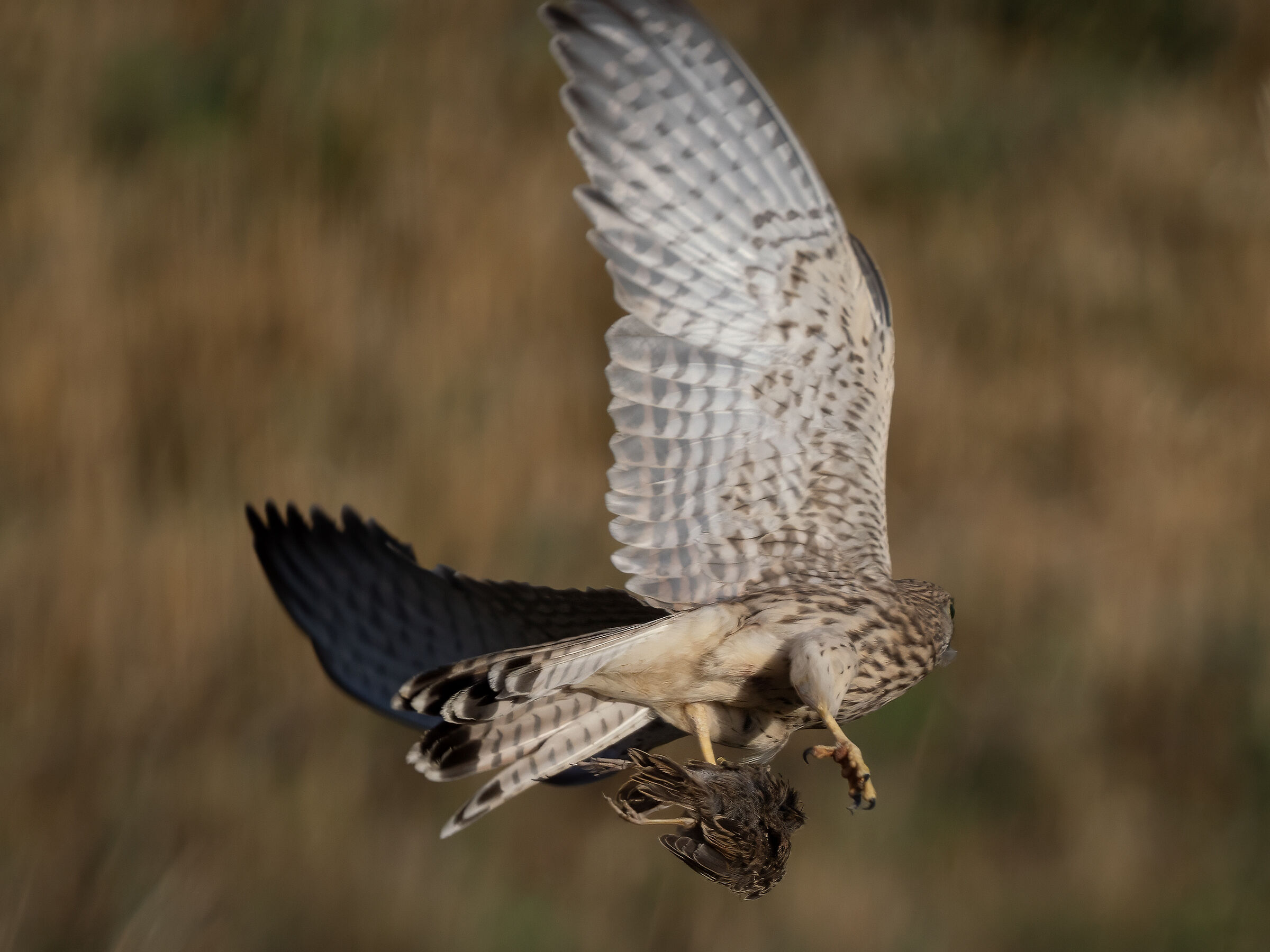 Kestrel