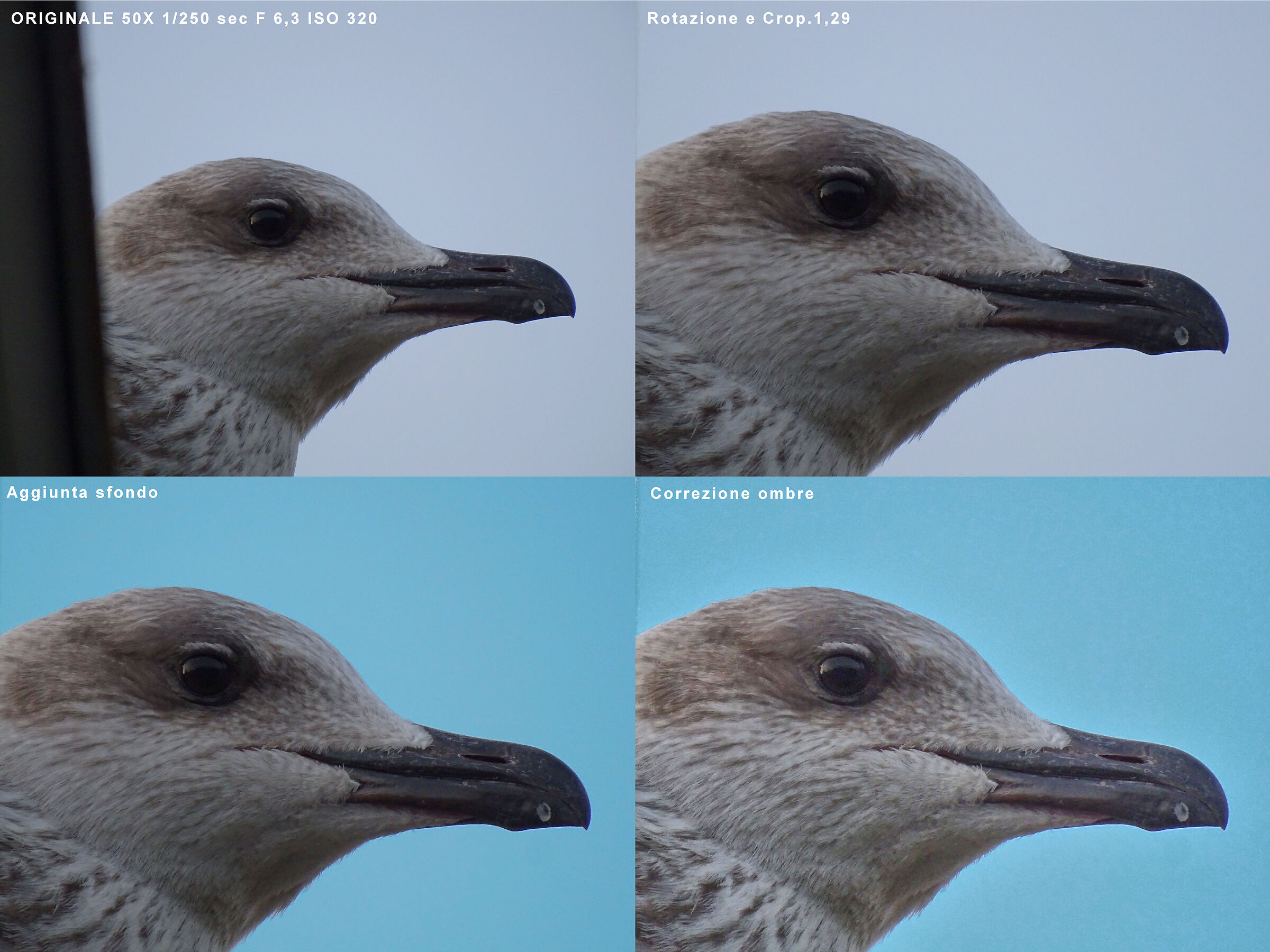 Seagull - Post-production
