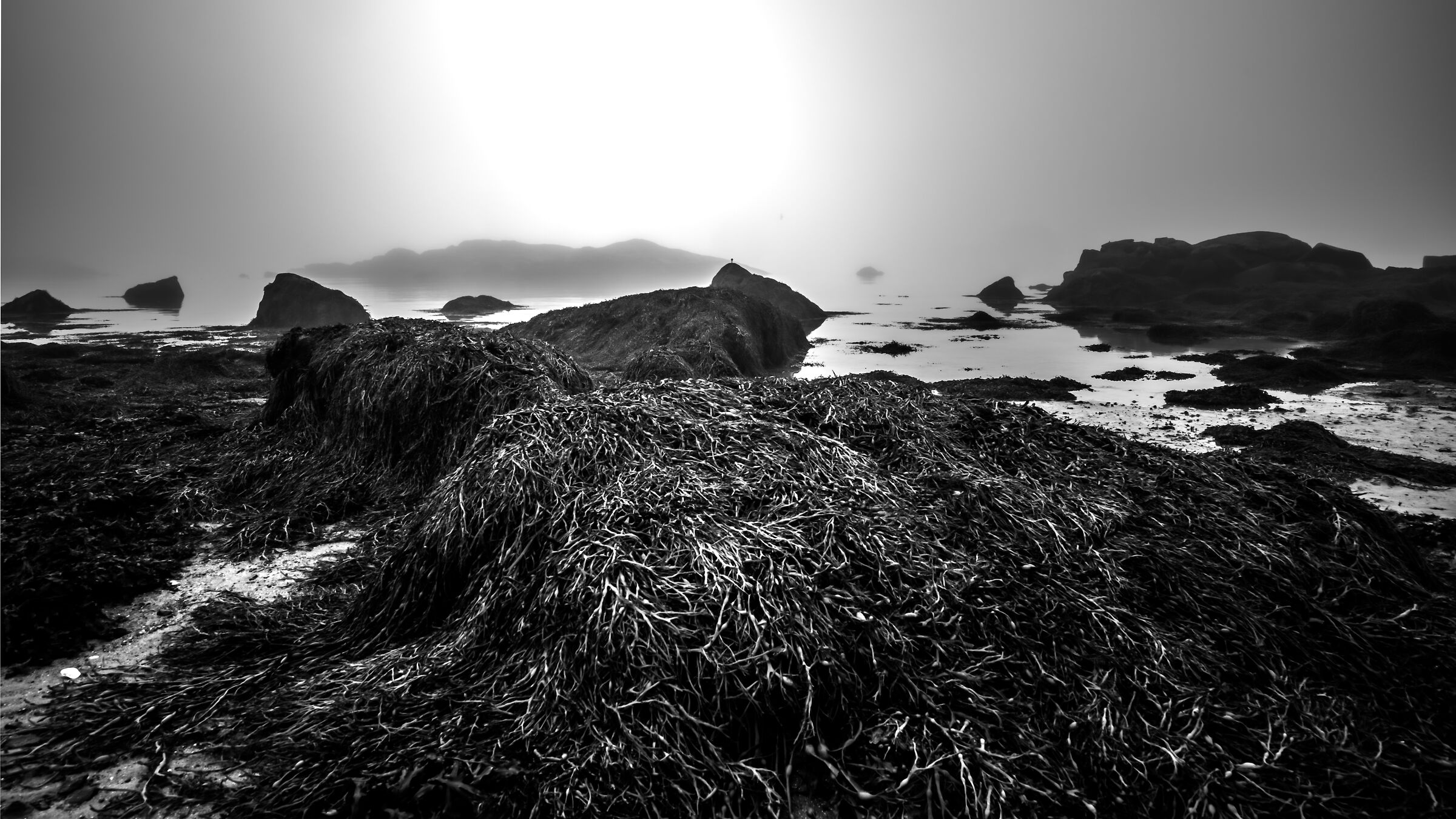 Foggy low tide