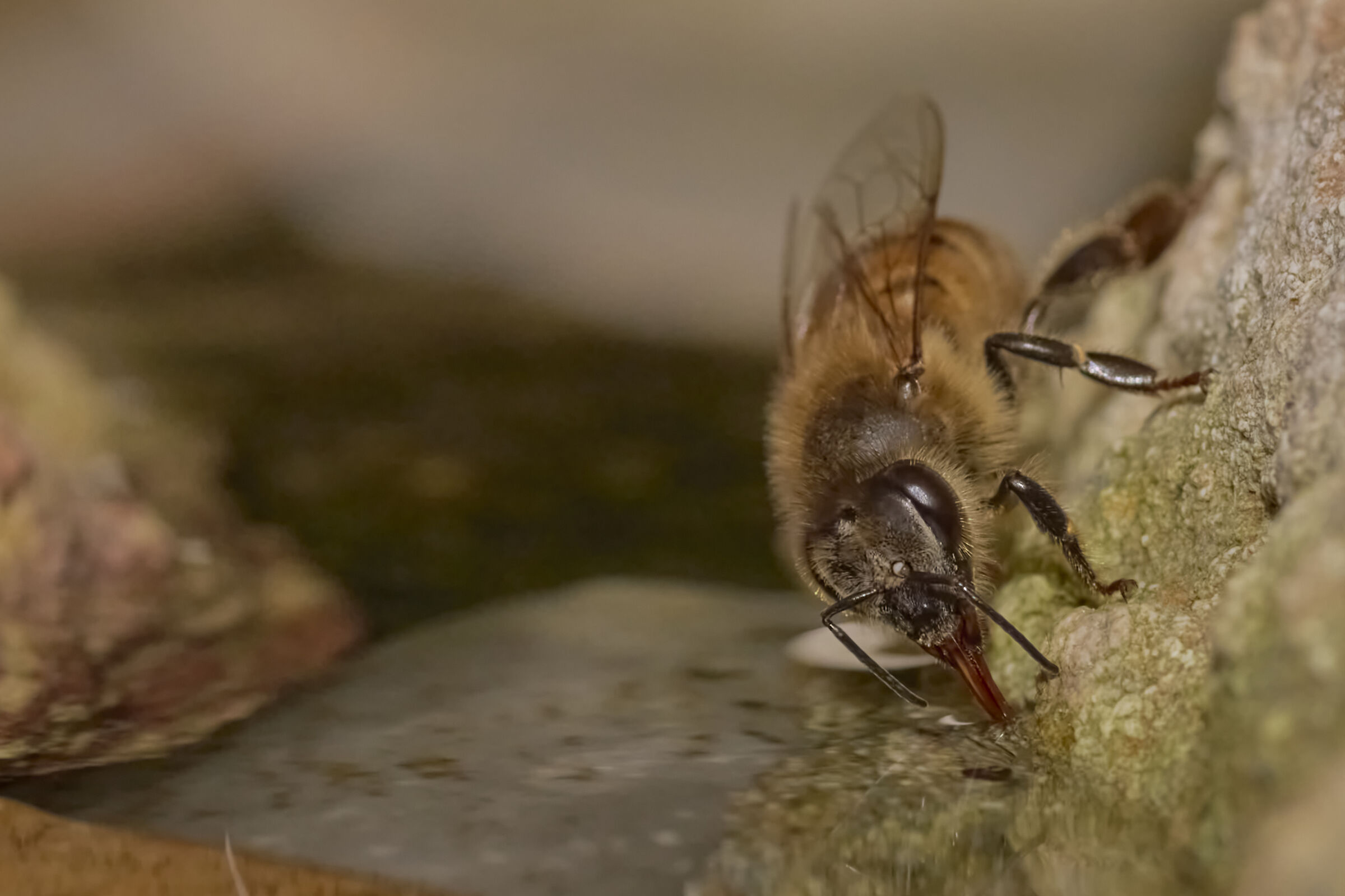 Bee filling station in the garden