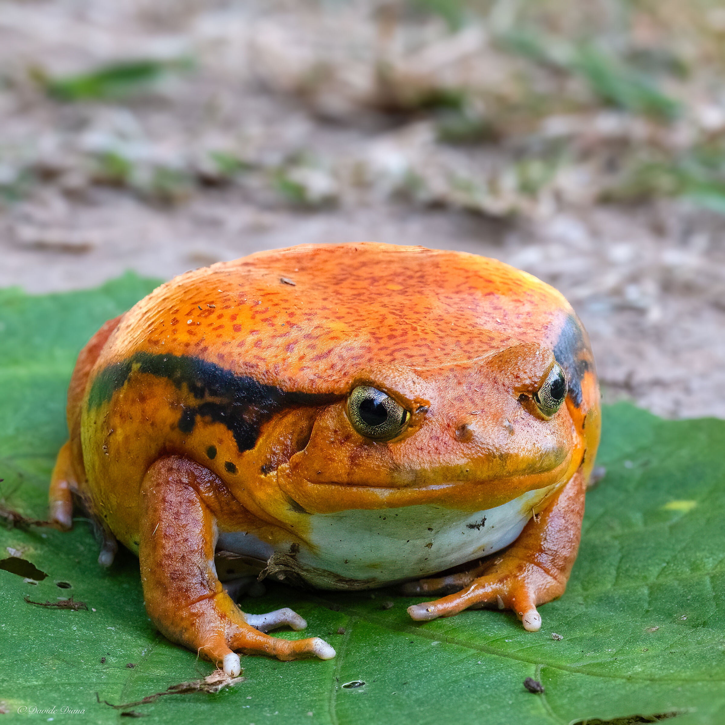 Madagascar