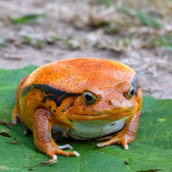 Foto
