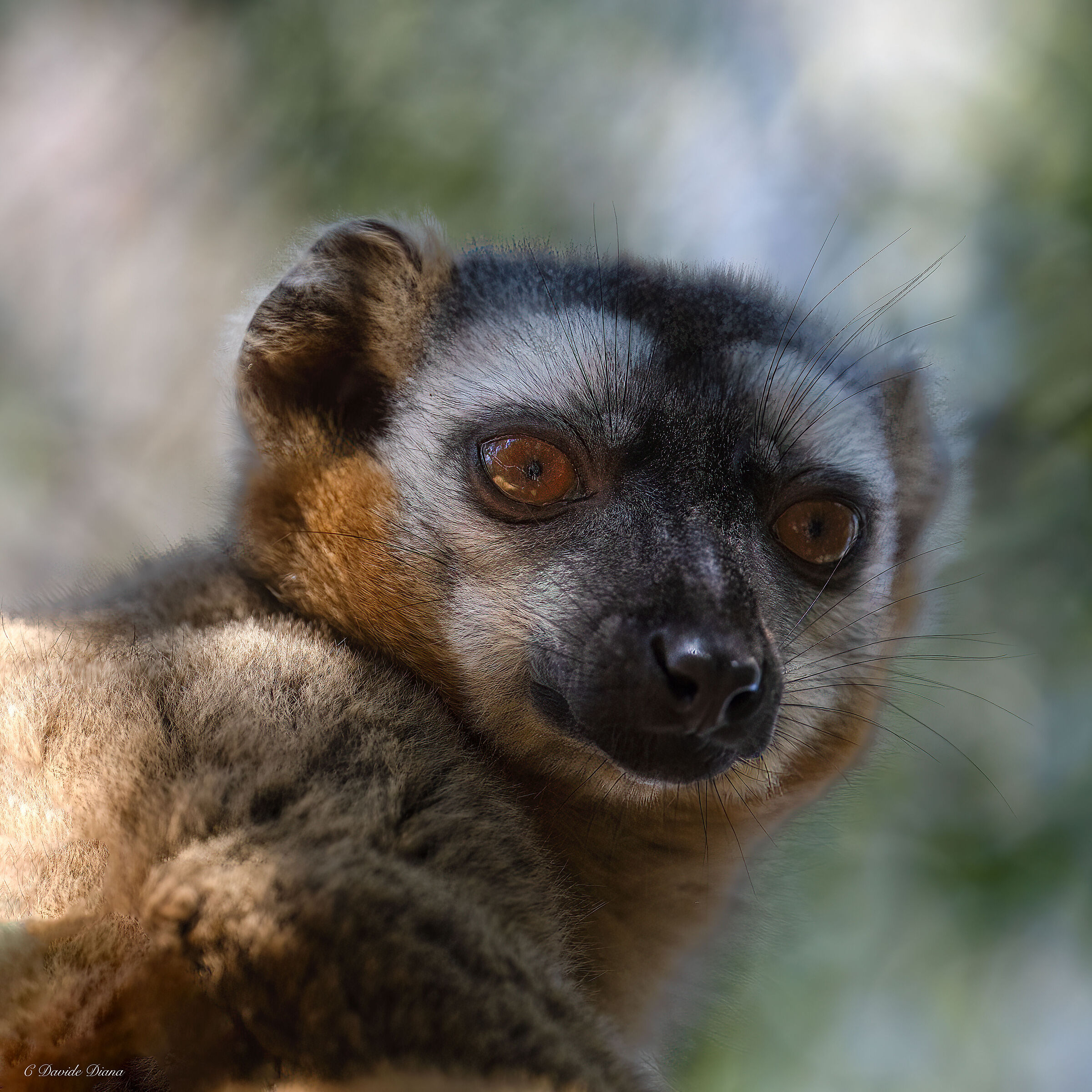 Madagascar