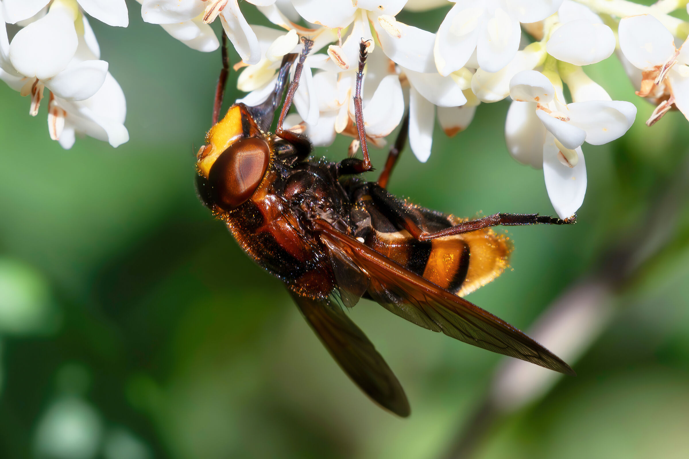 Volucella zonaria