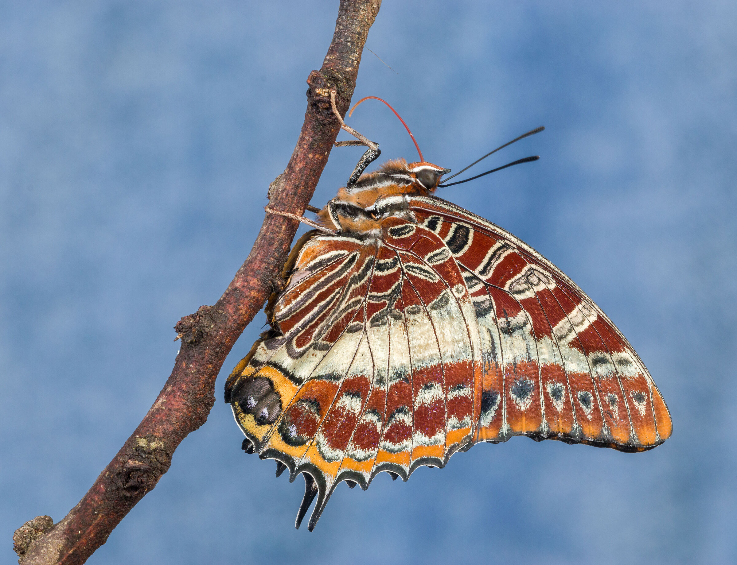 White-barred Charaxes (Charaxes Brutus Natalensis) 2024