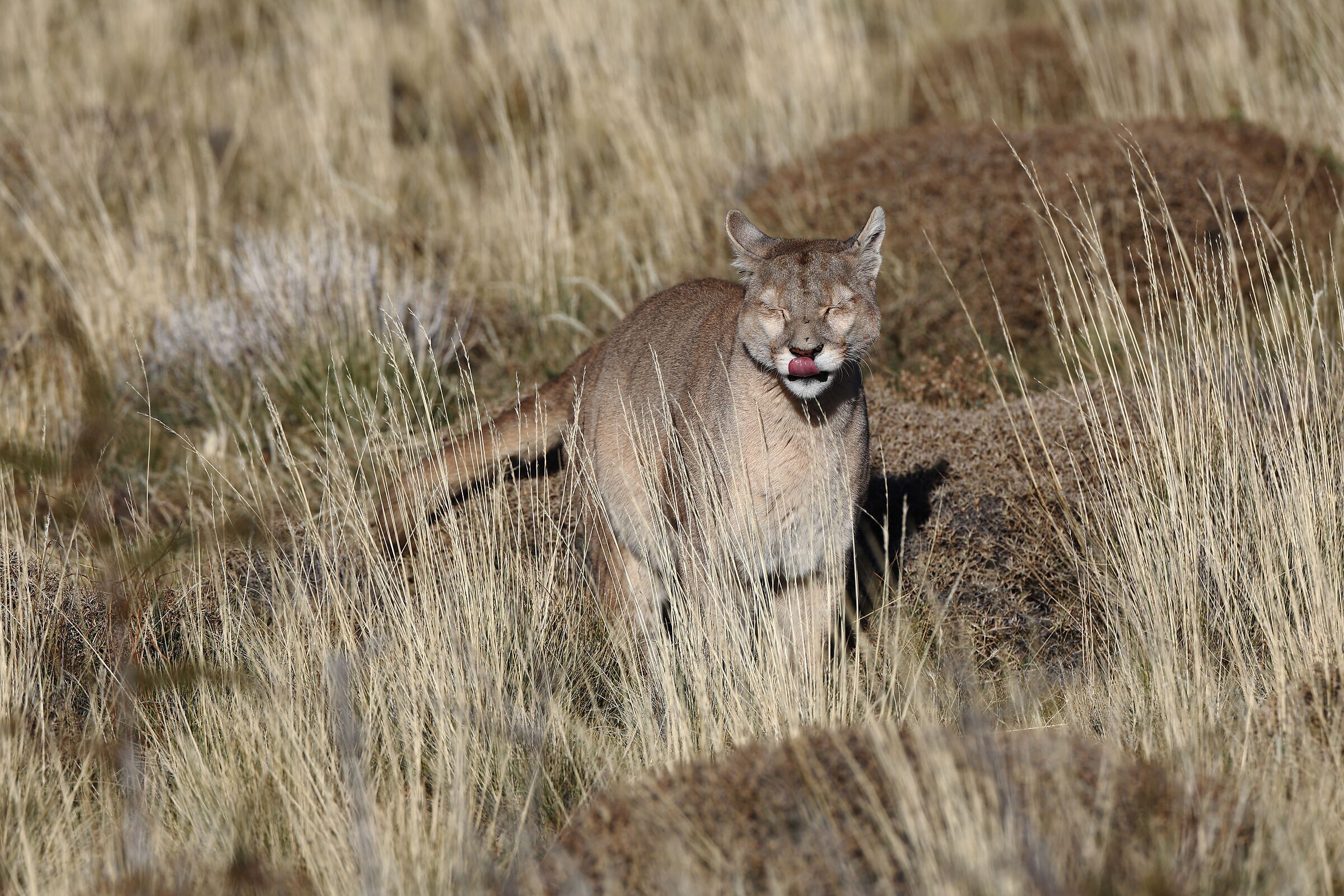 Puma Female