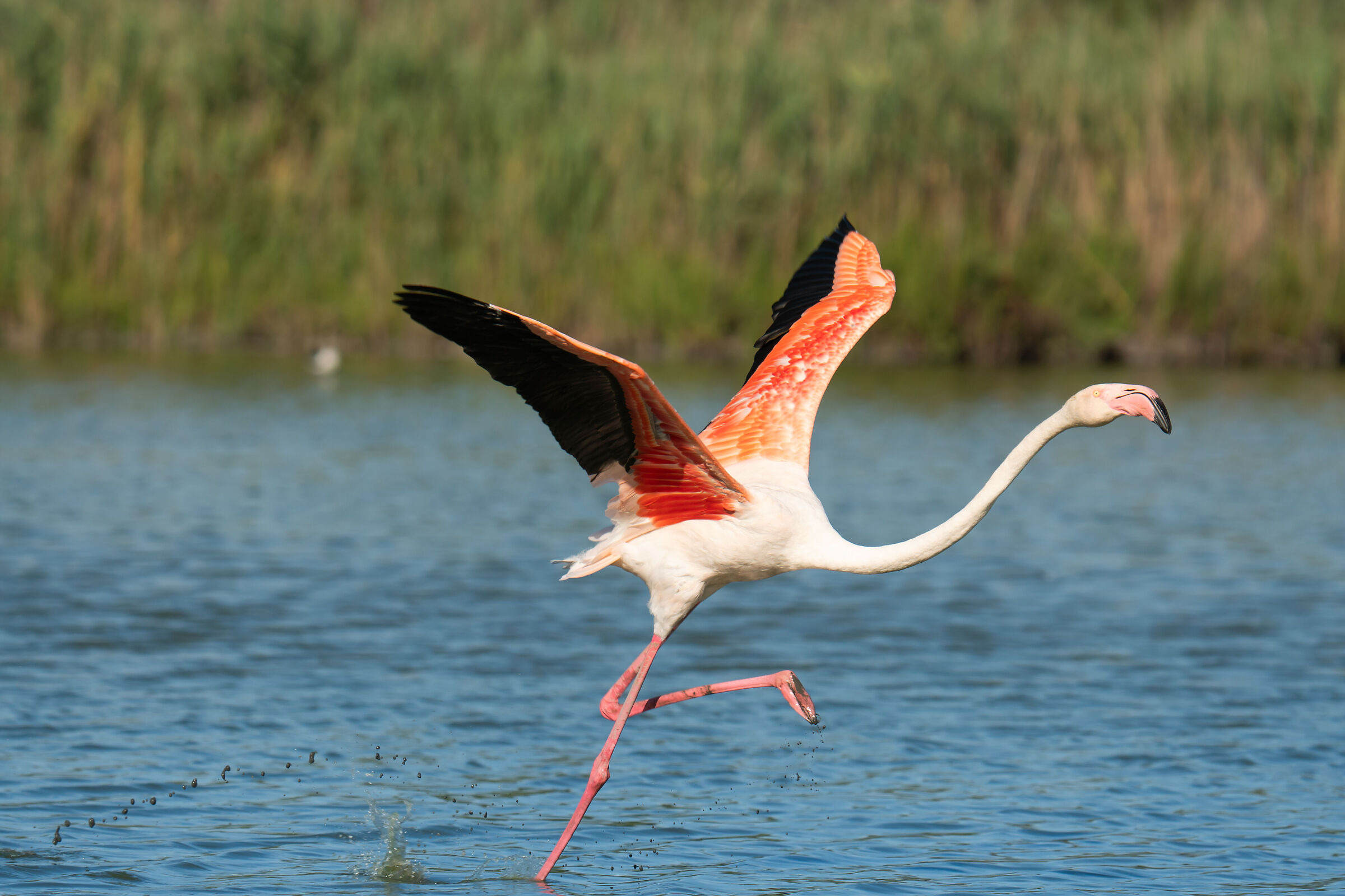 Camargue 24 - Fenicottero durante la partenza