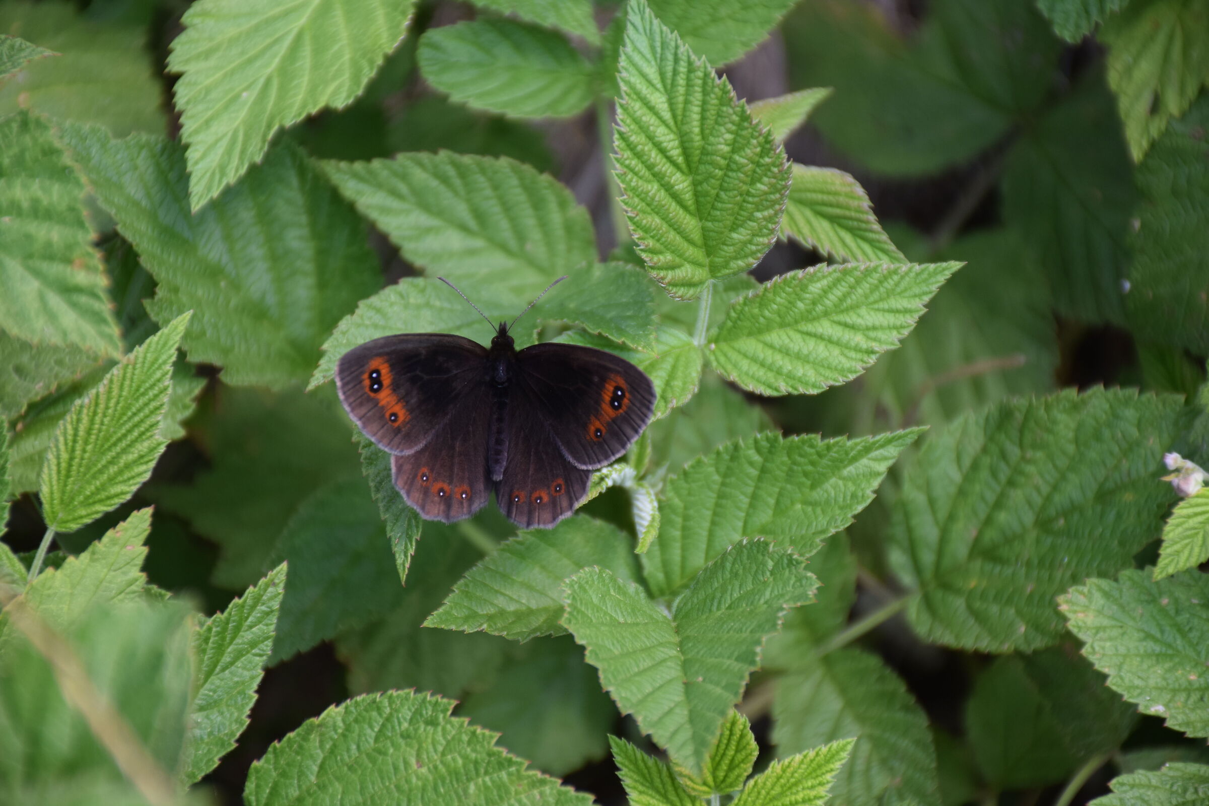 Erebia aethiops