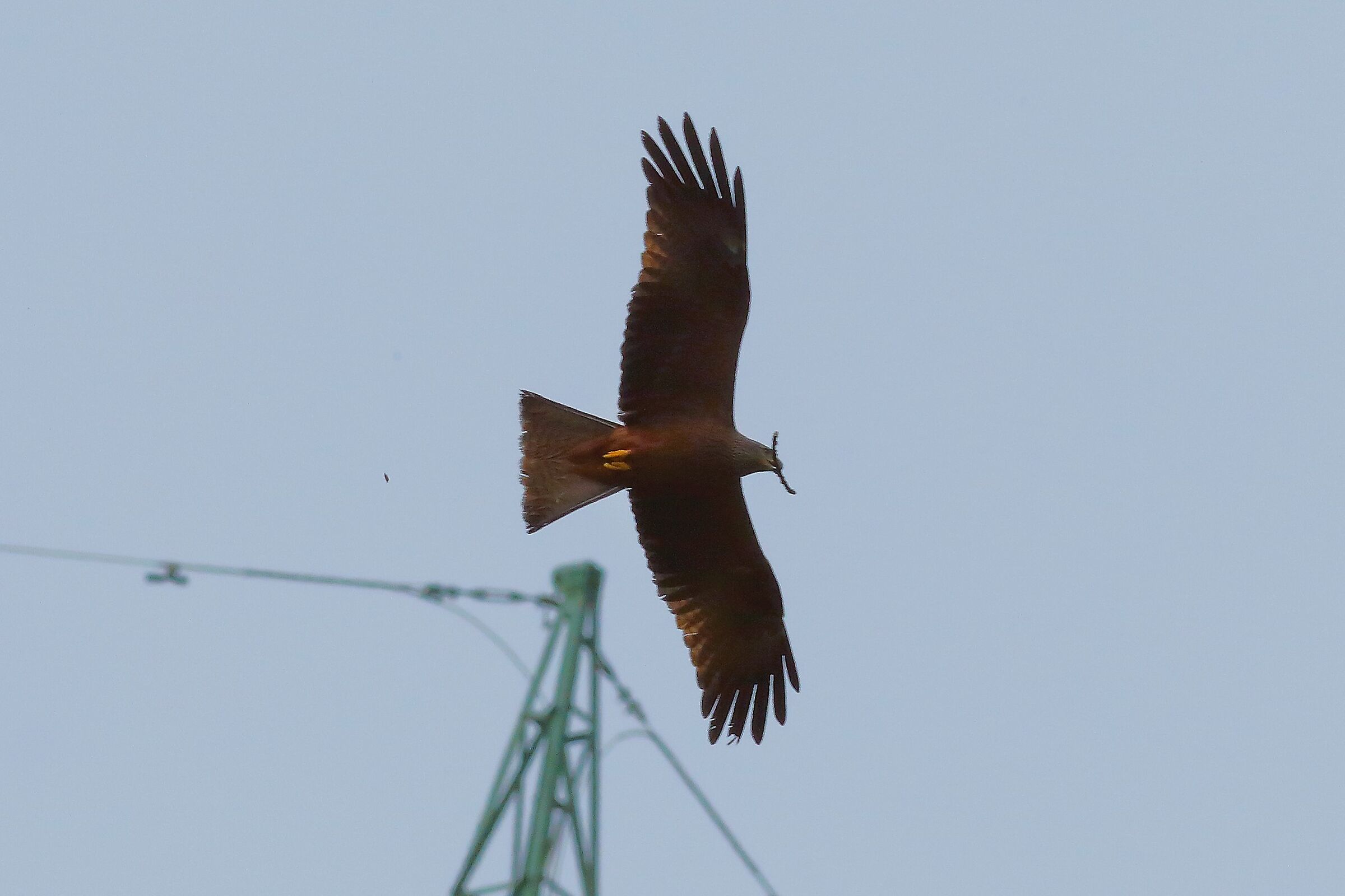 Nibbio bruno 07-04-2024 - 7800