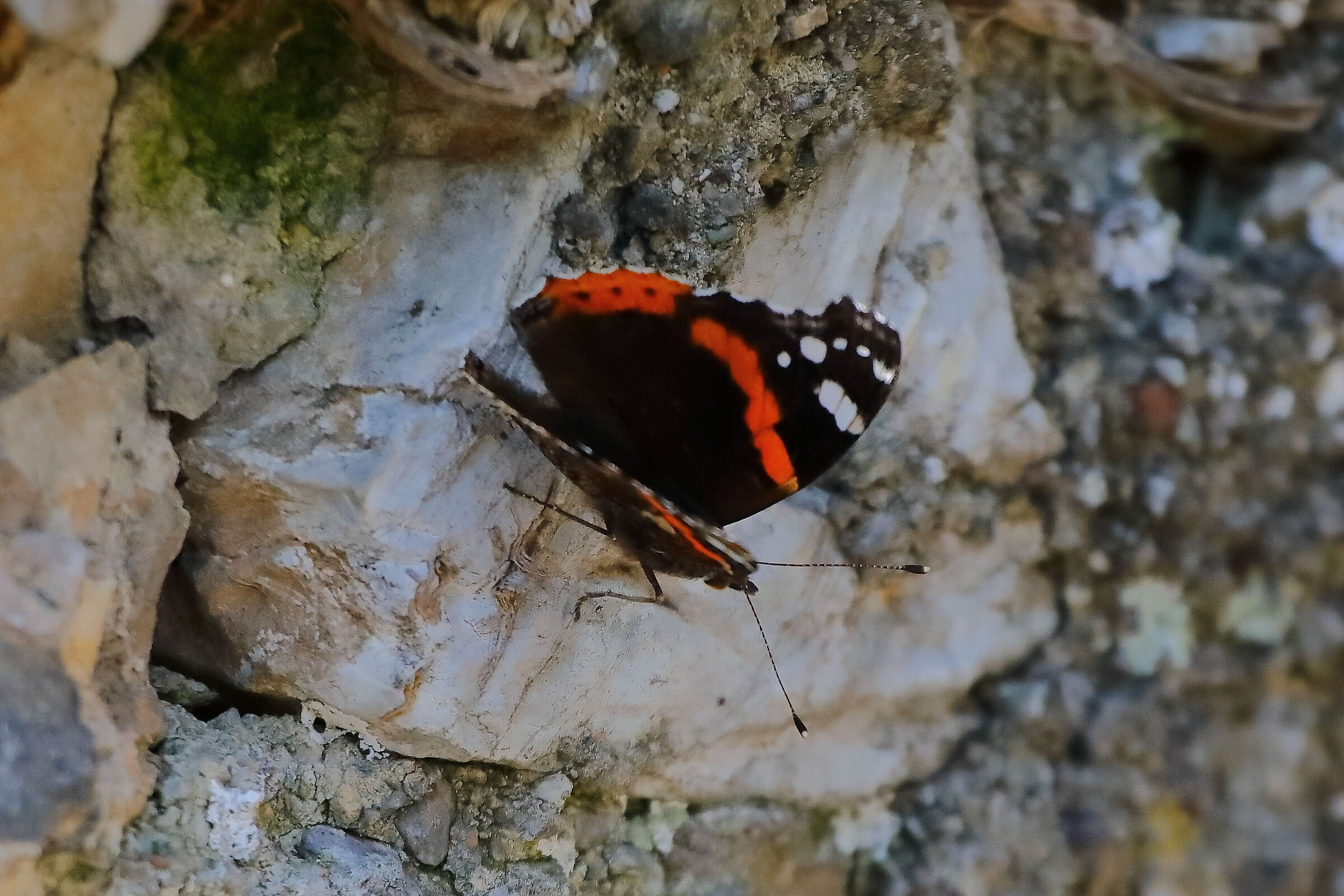 Atalanta 06 aprile 2024 - 0001