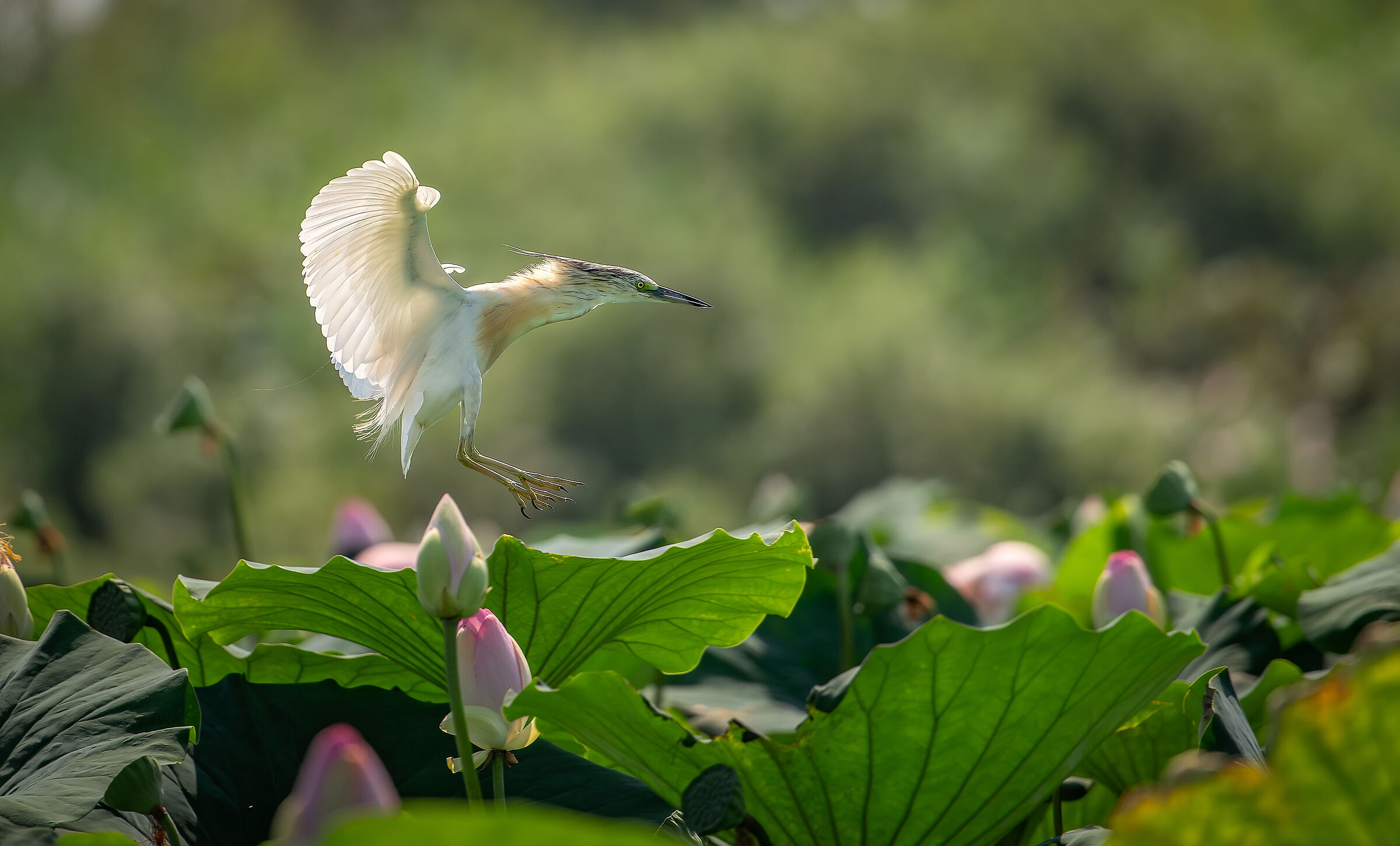 Squacco heron