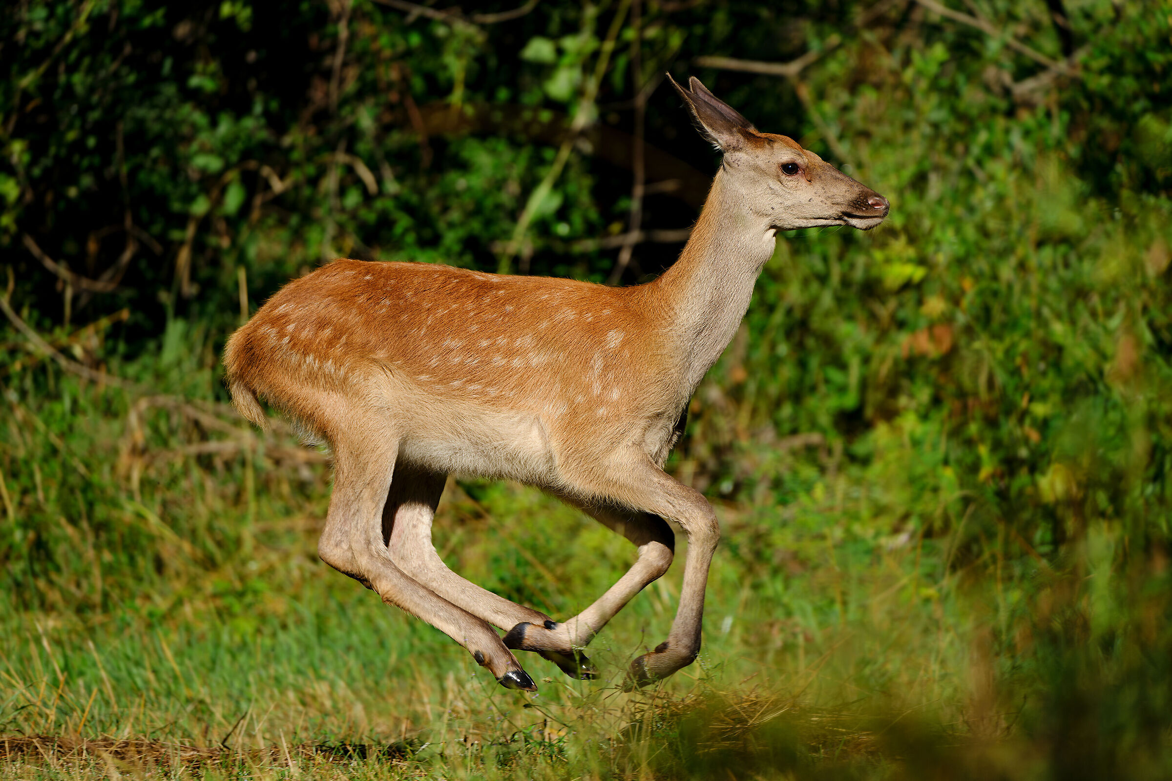 The fawn race