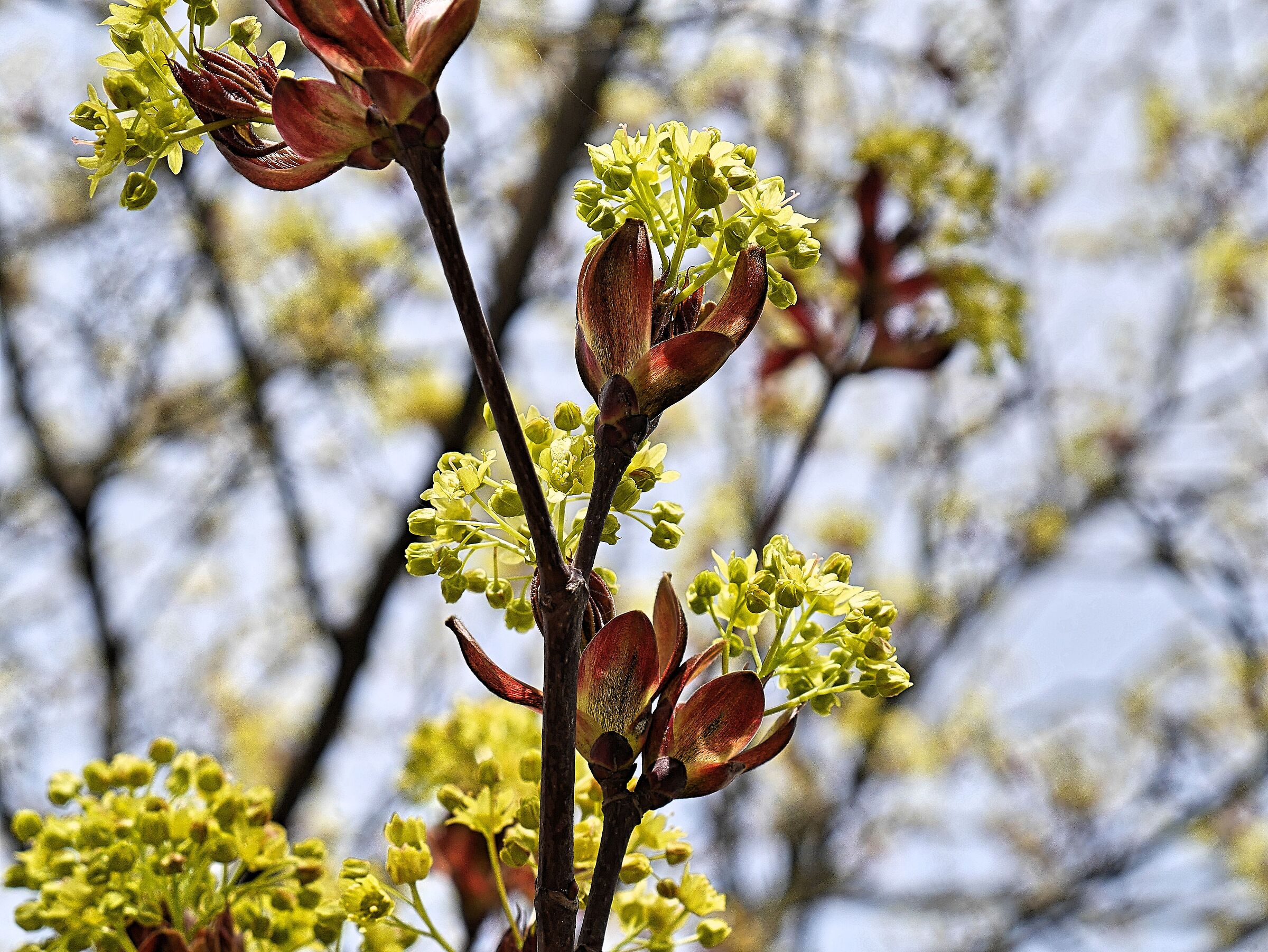 Nessun nome /animali domestici