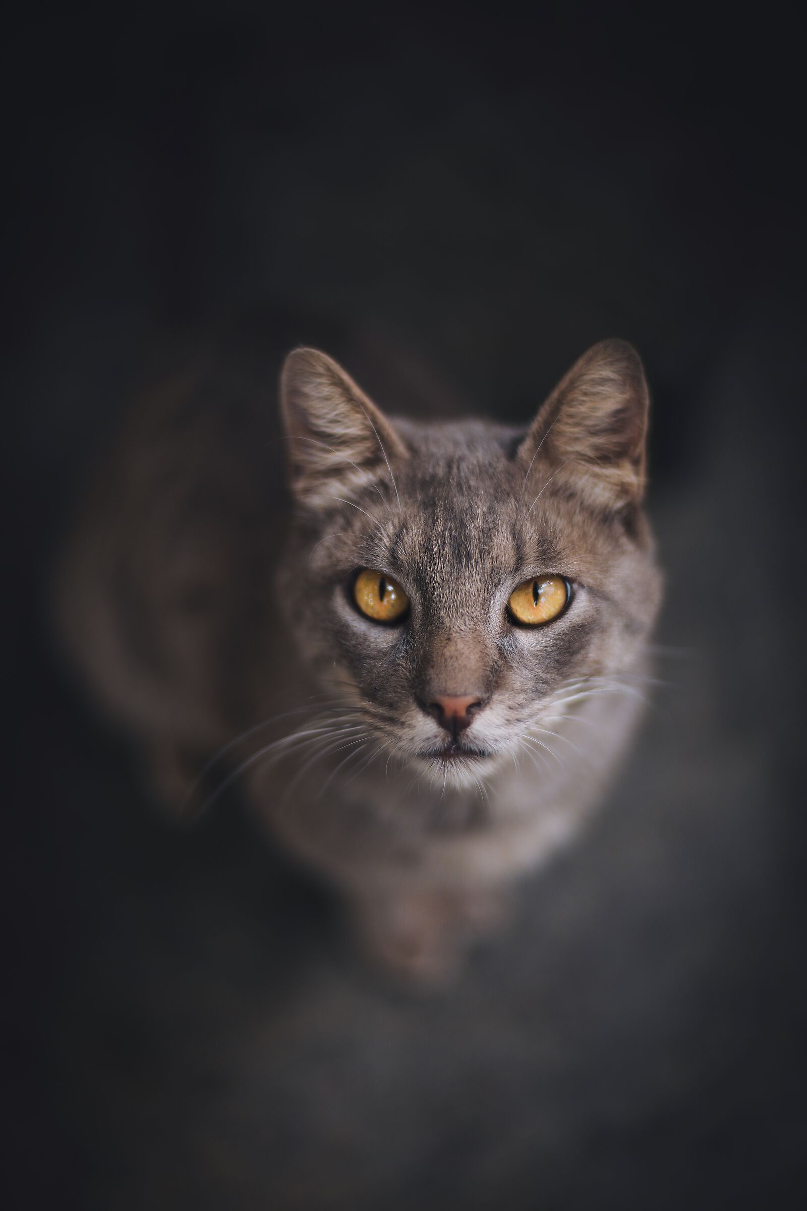 Eyes of Cat