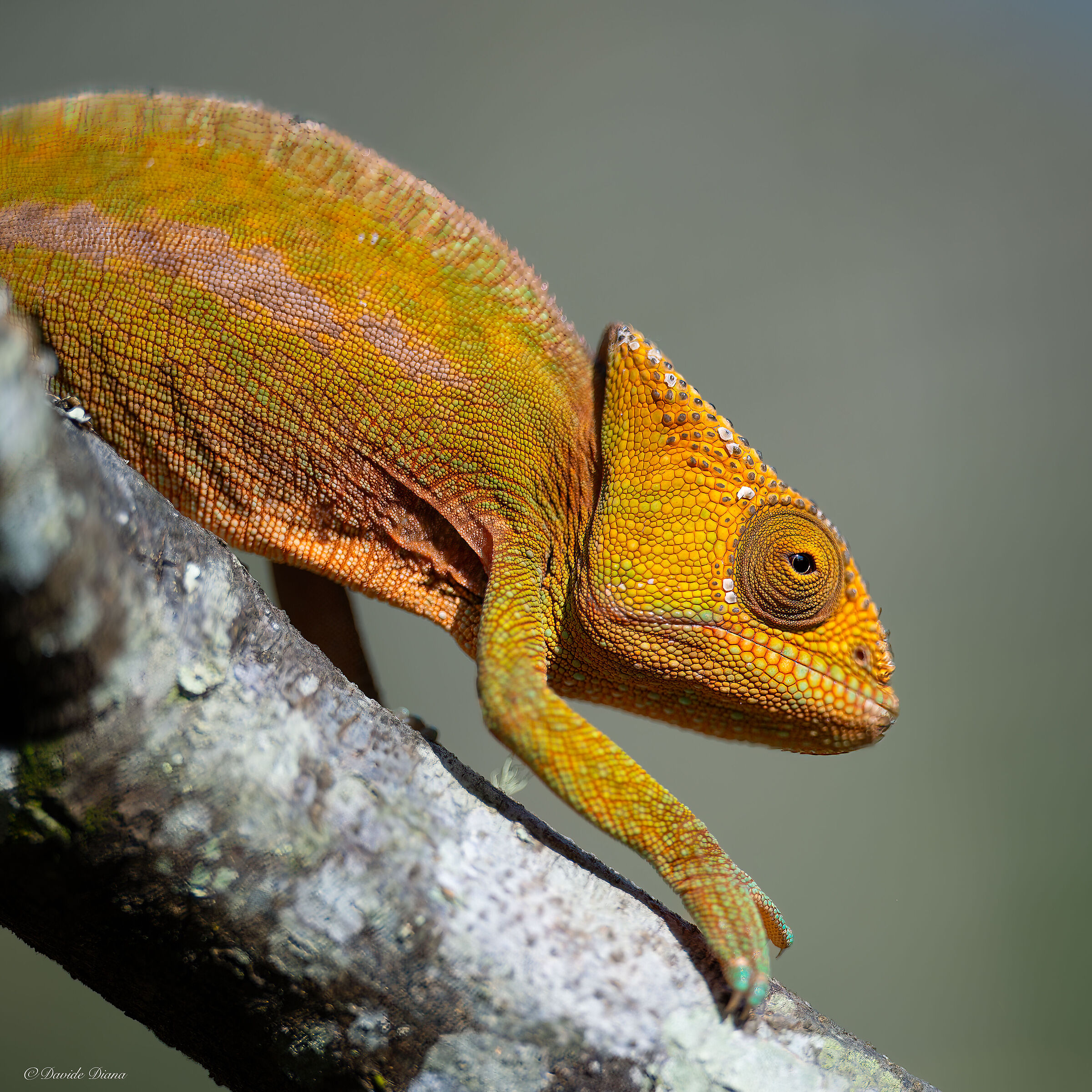 Madagascar