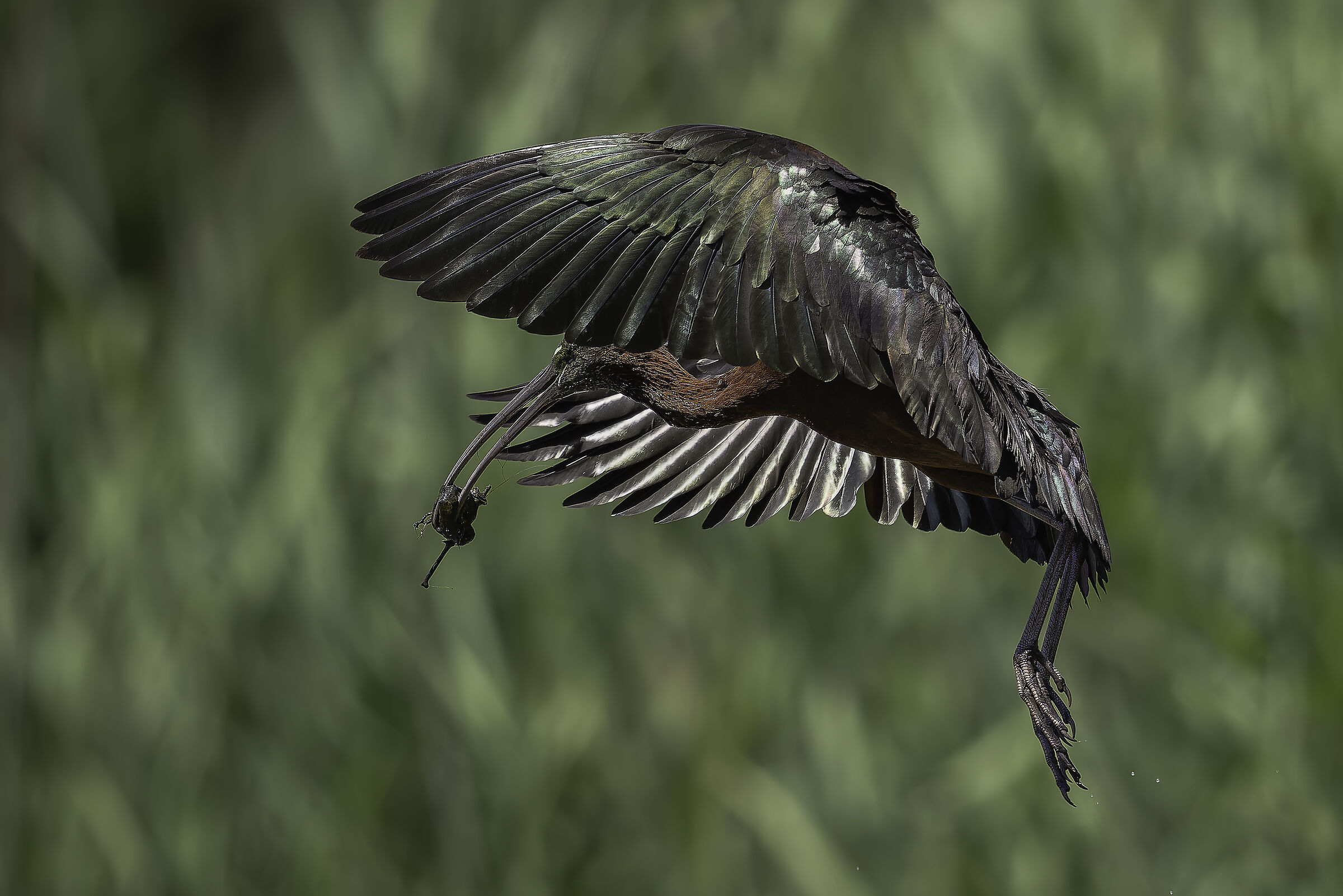 Glossy ibis (Plegadis falcinellus)... with prey