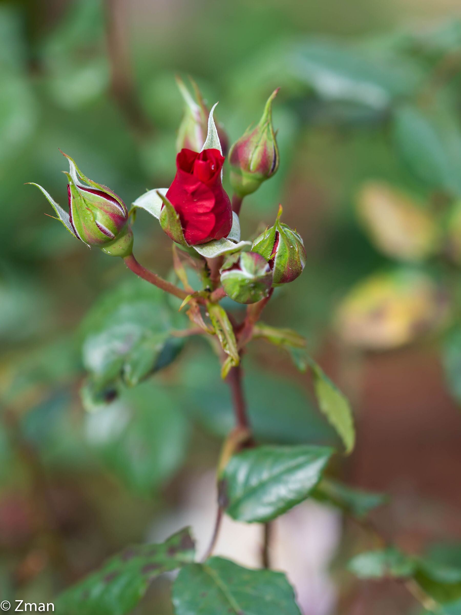 Rose rosse e altre rosse