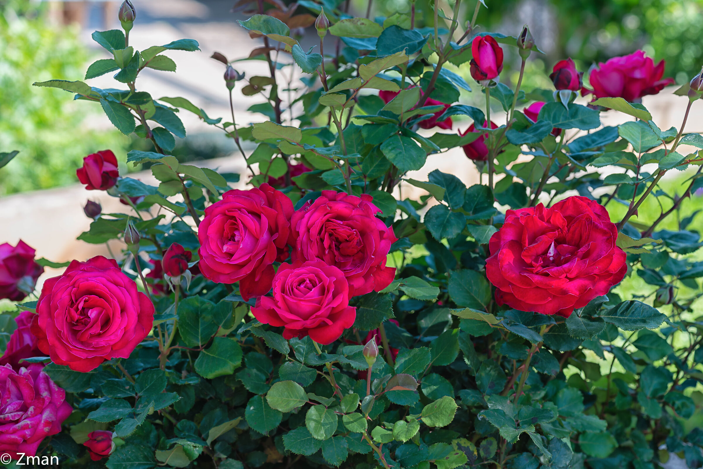 Rose rosse e altre rosse