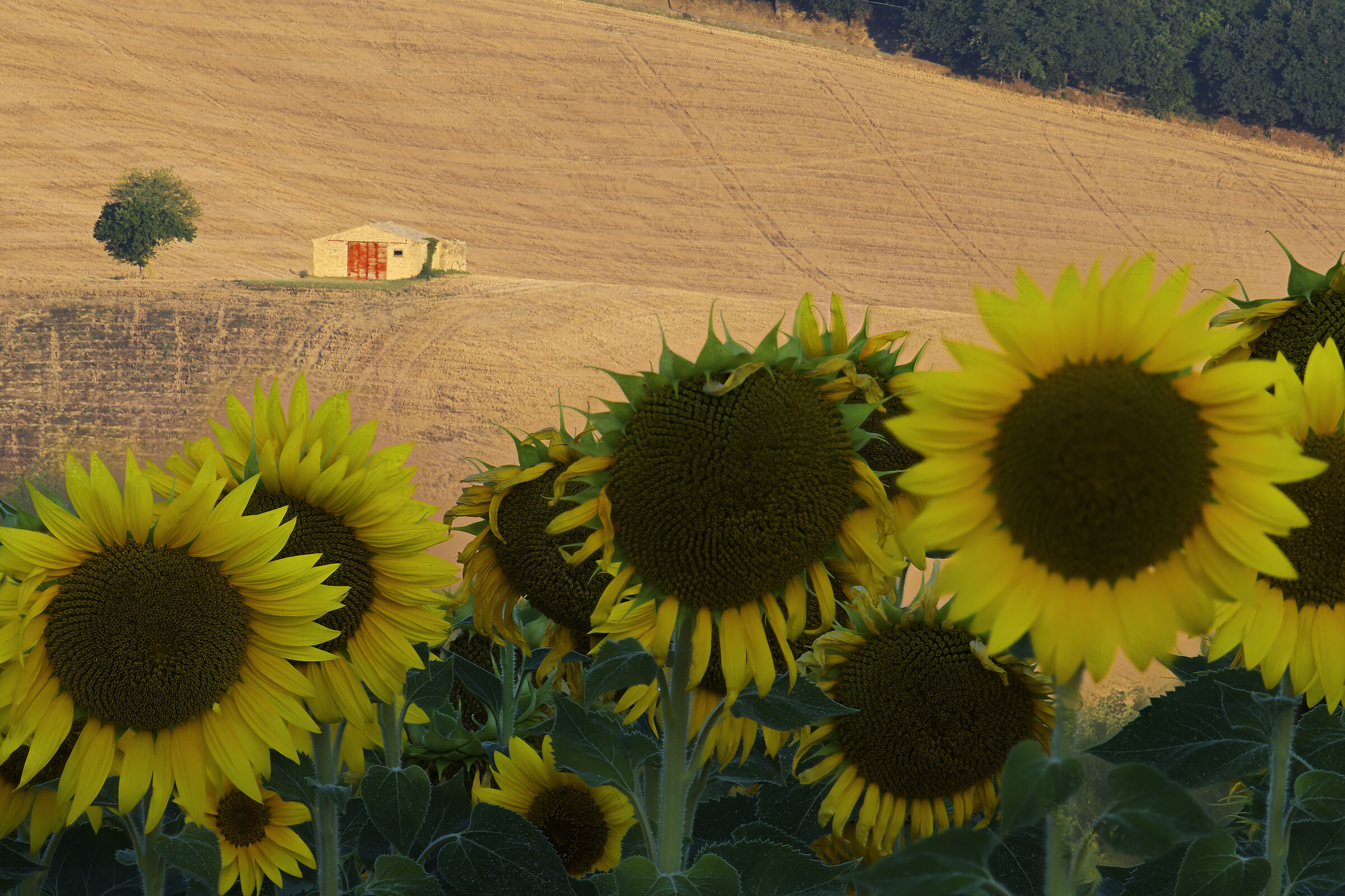 Primi raggi di sole di un mattino d' estate