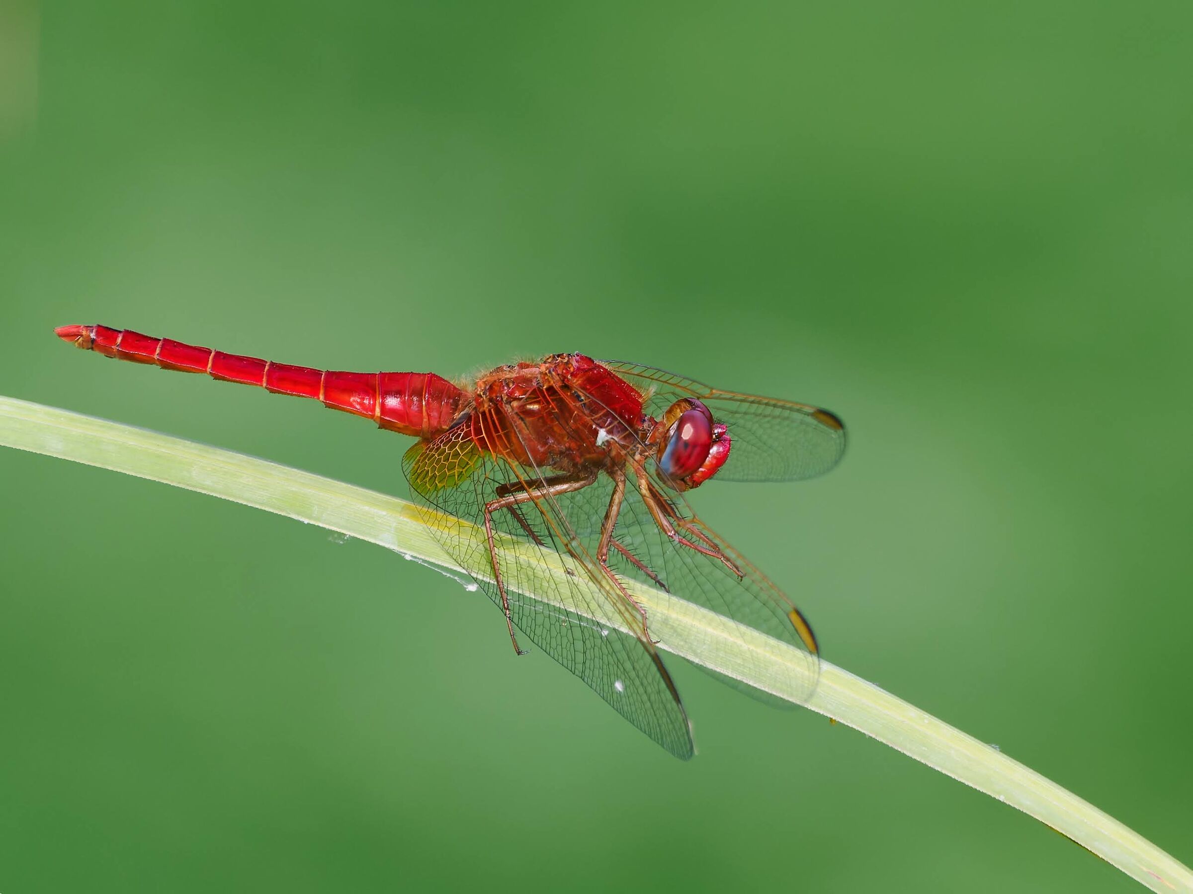 Crocothemis erythraea