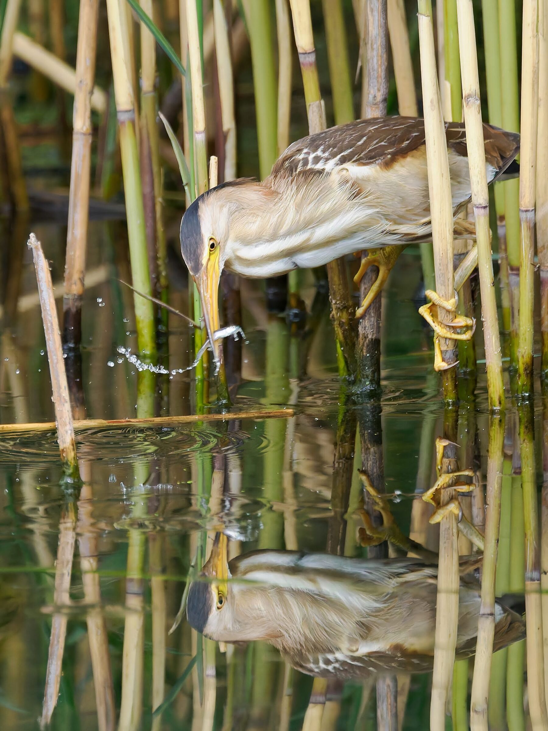 Tarabusino con bocconcino.
