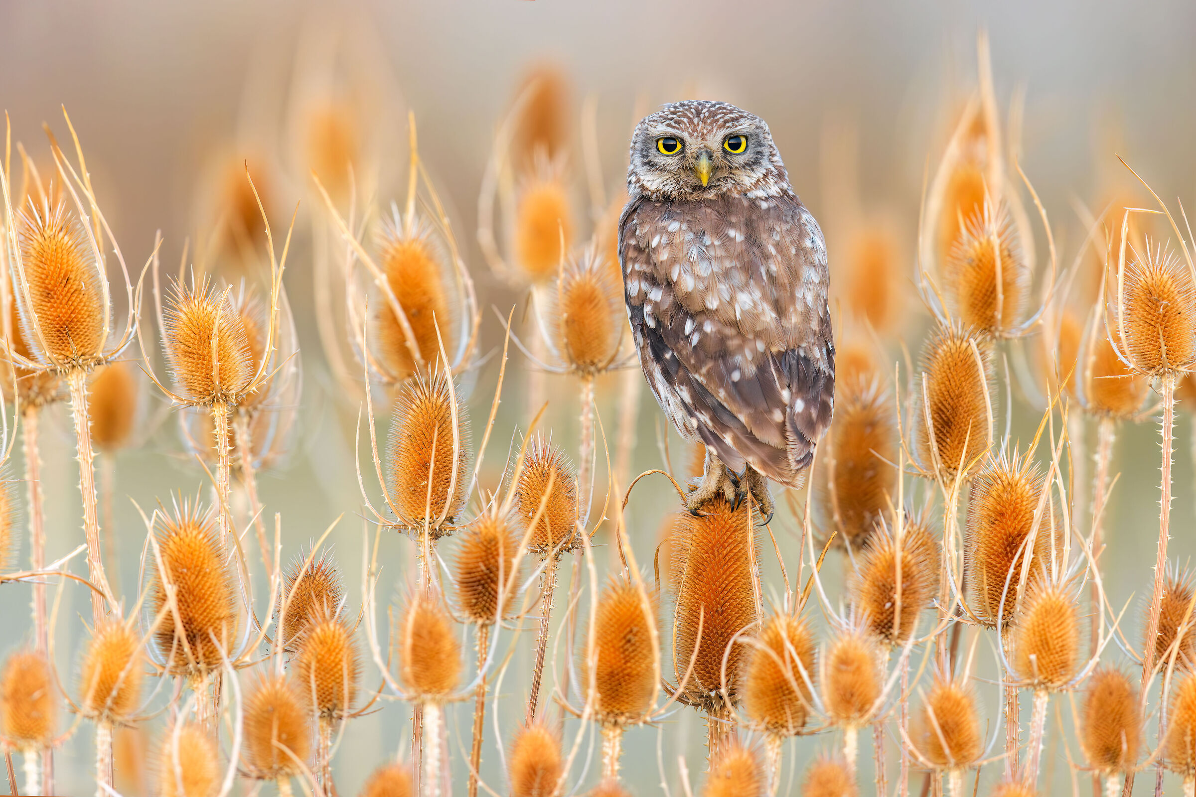 Owl