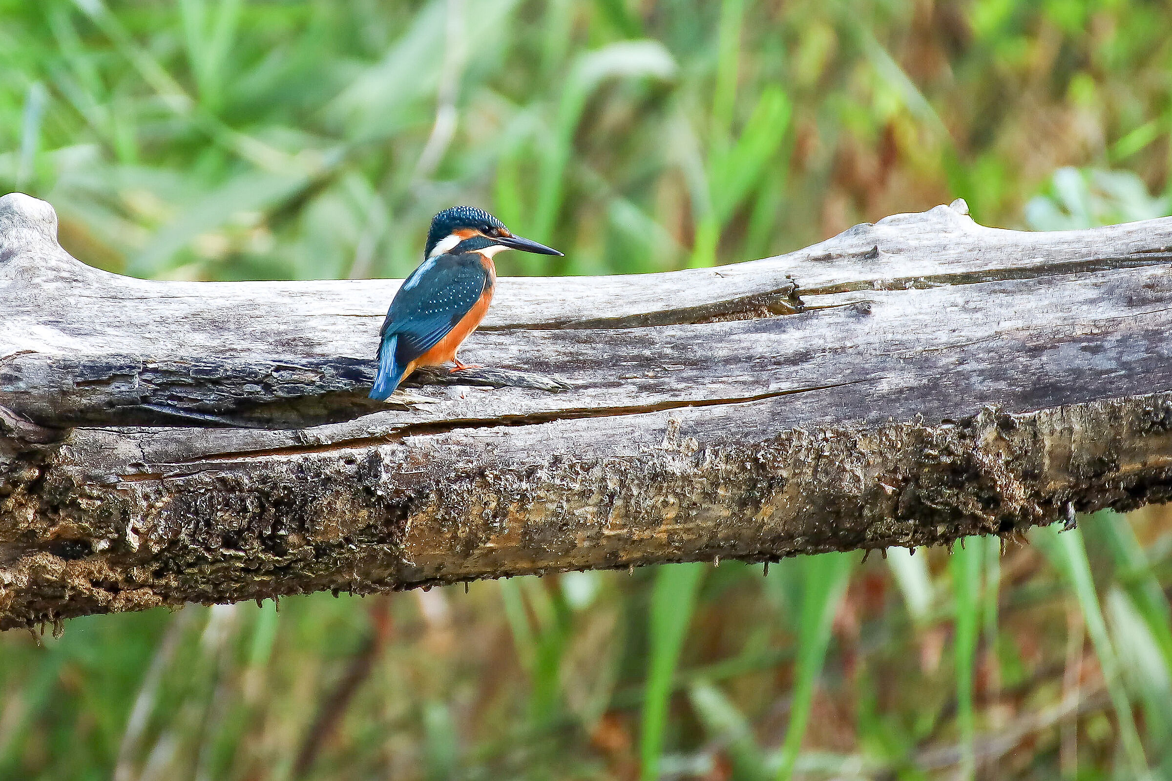 Martin Pescatore Brabbia