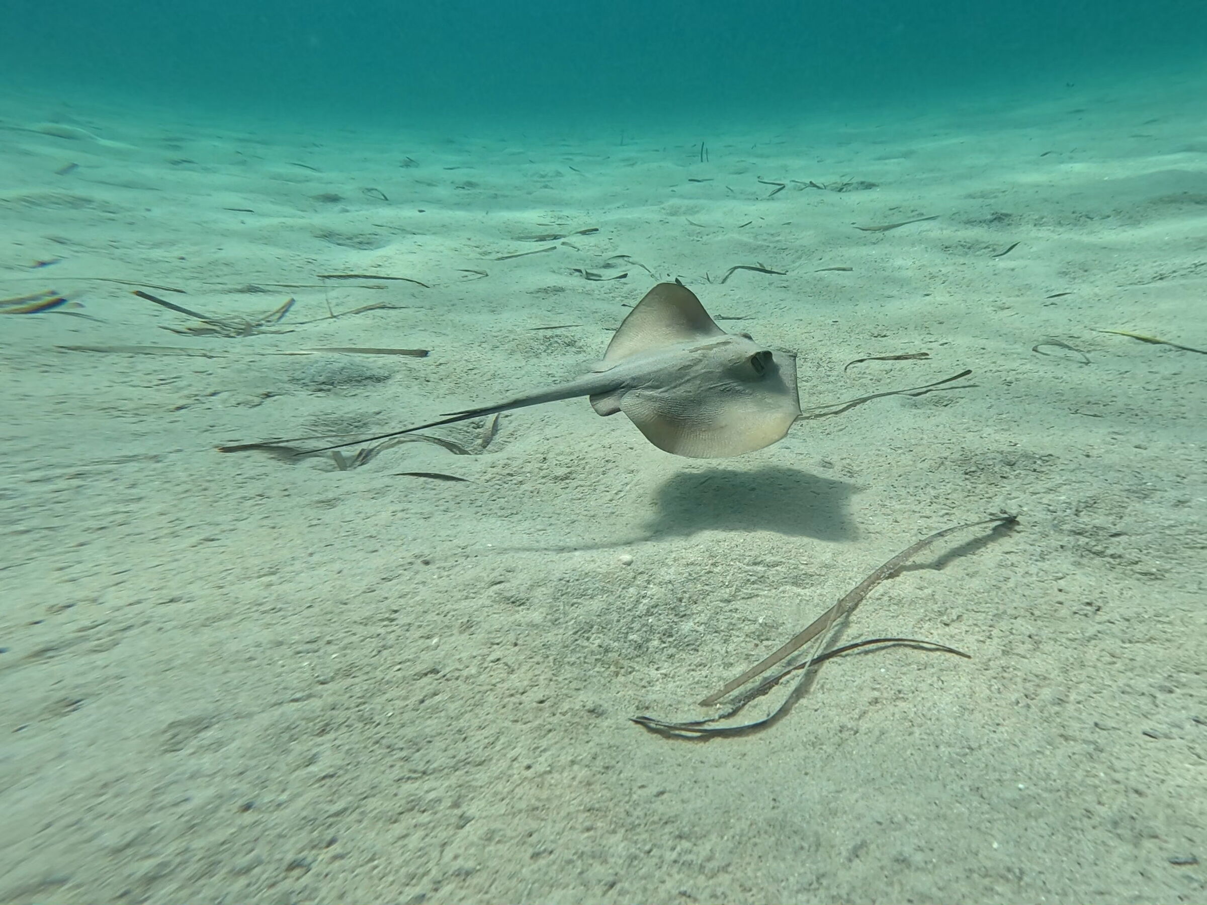 Volo acquatico