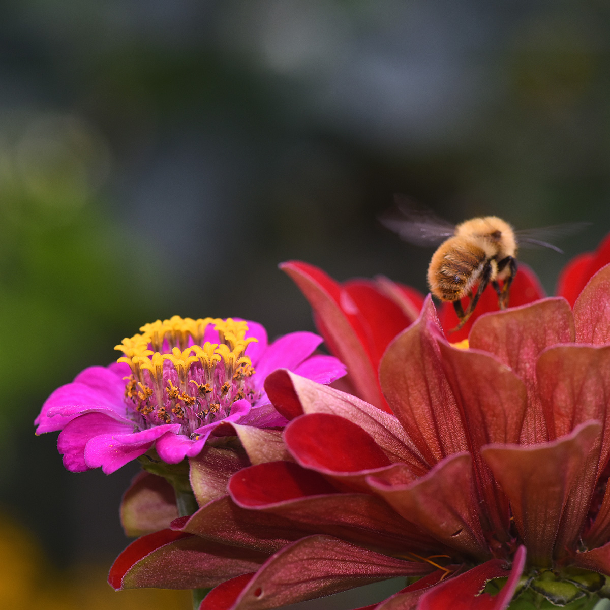 Bee and Zinnia in the garden