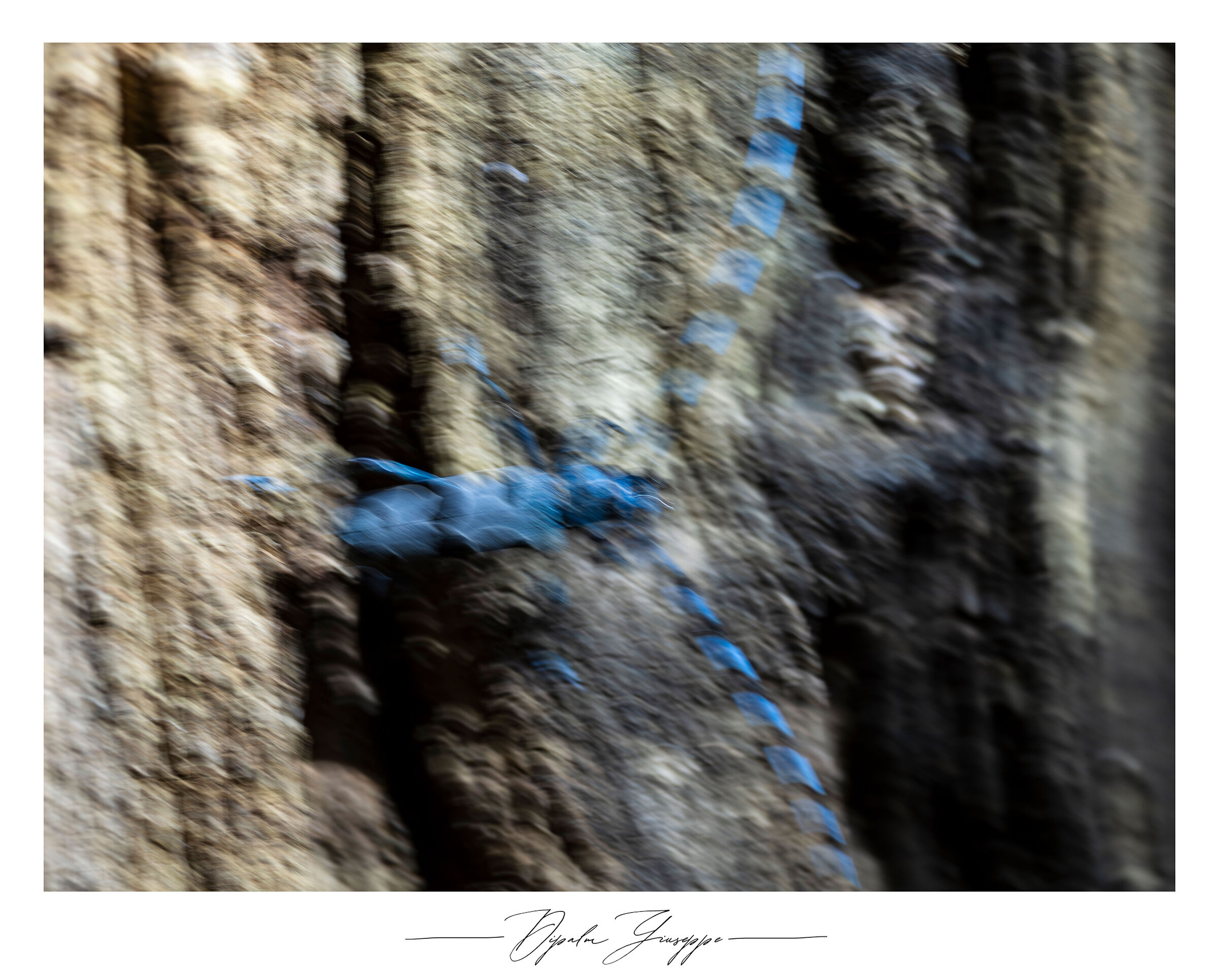 Impression of Rosalia alpina
