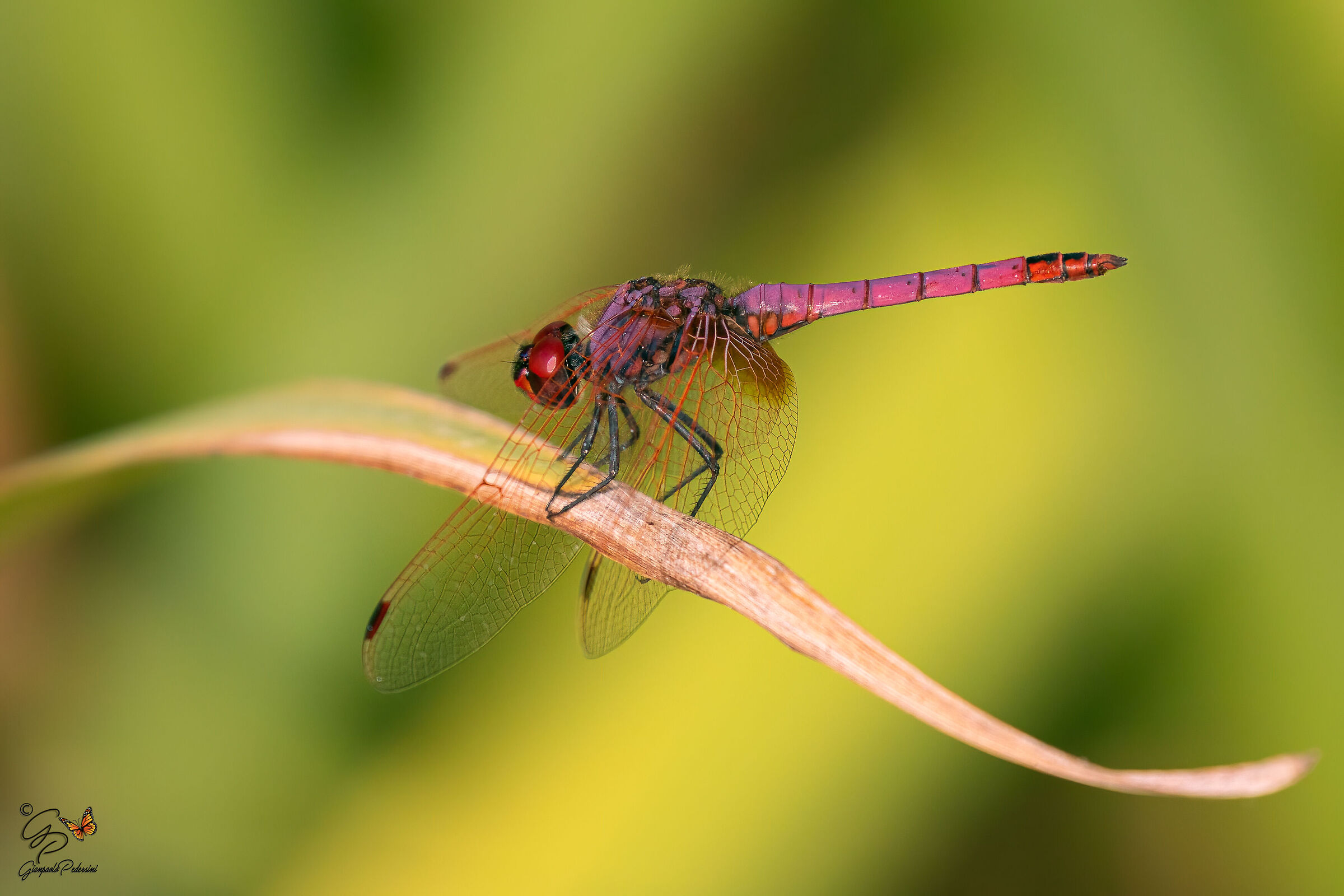 Trithemis annulata (maschio)
