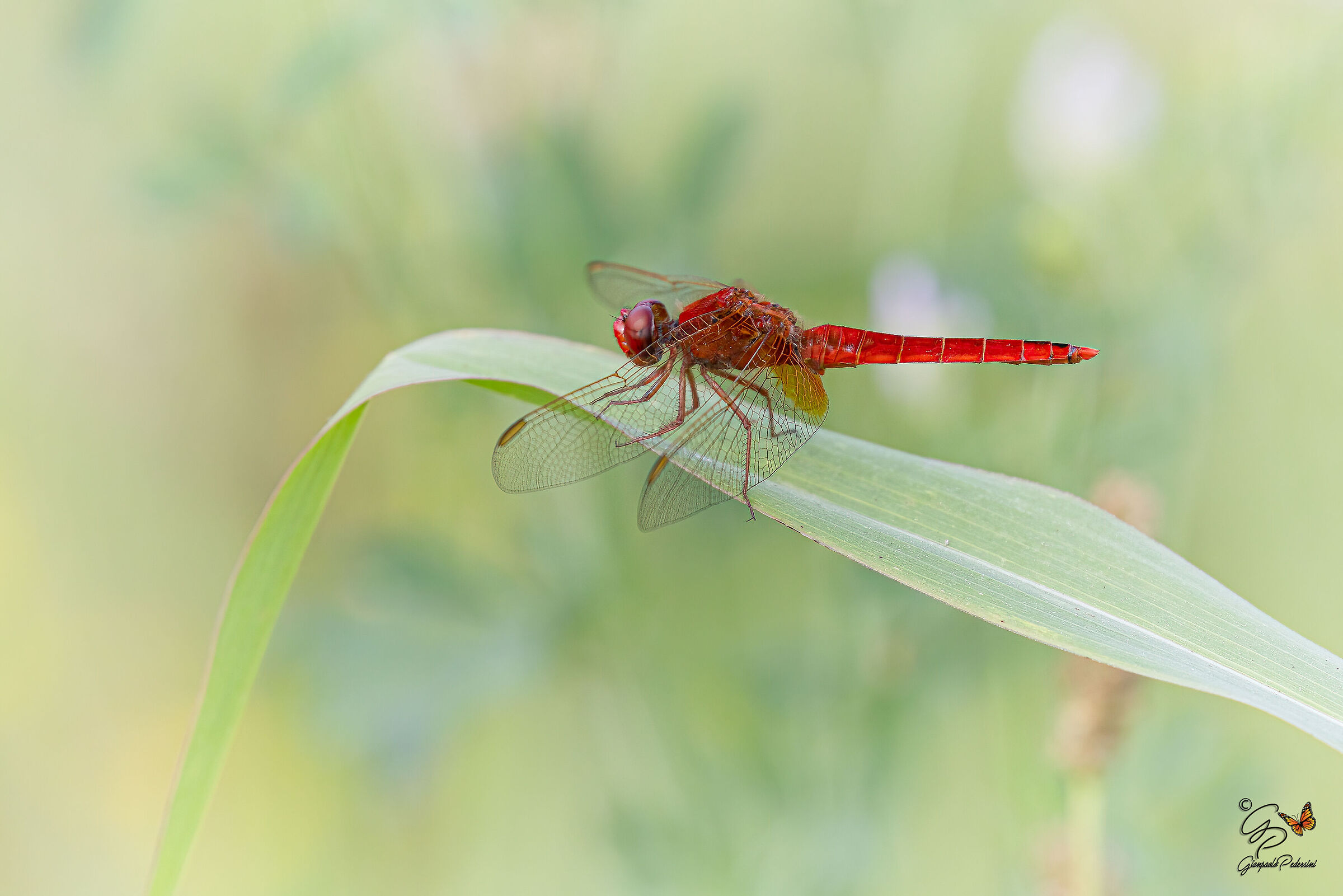 Crocothemis erythraea (maschio)
