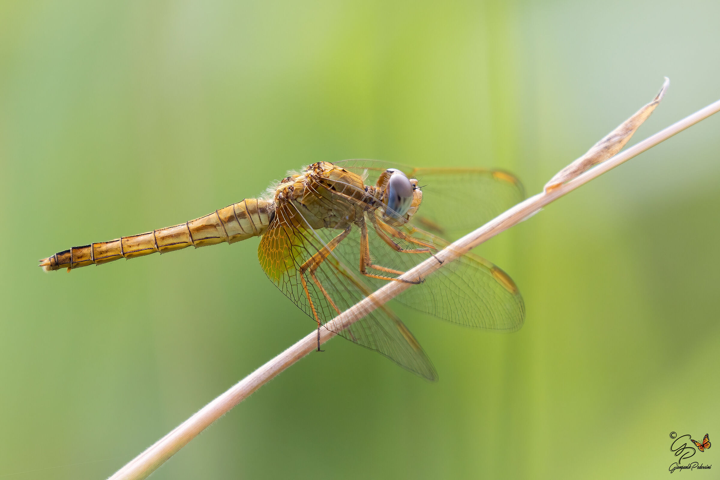 Crocothemis erythraea (femmina)