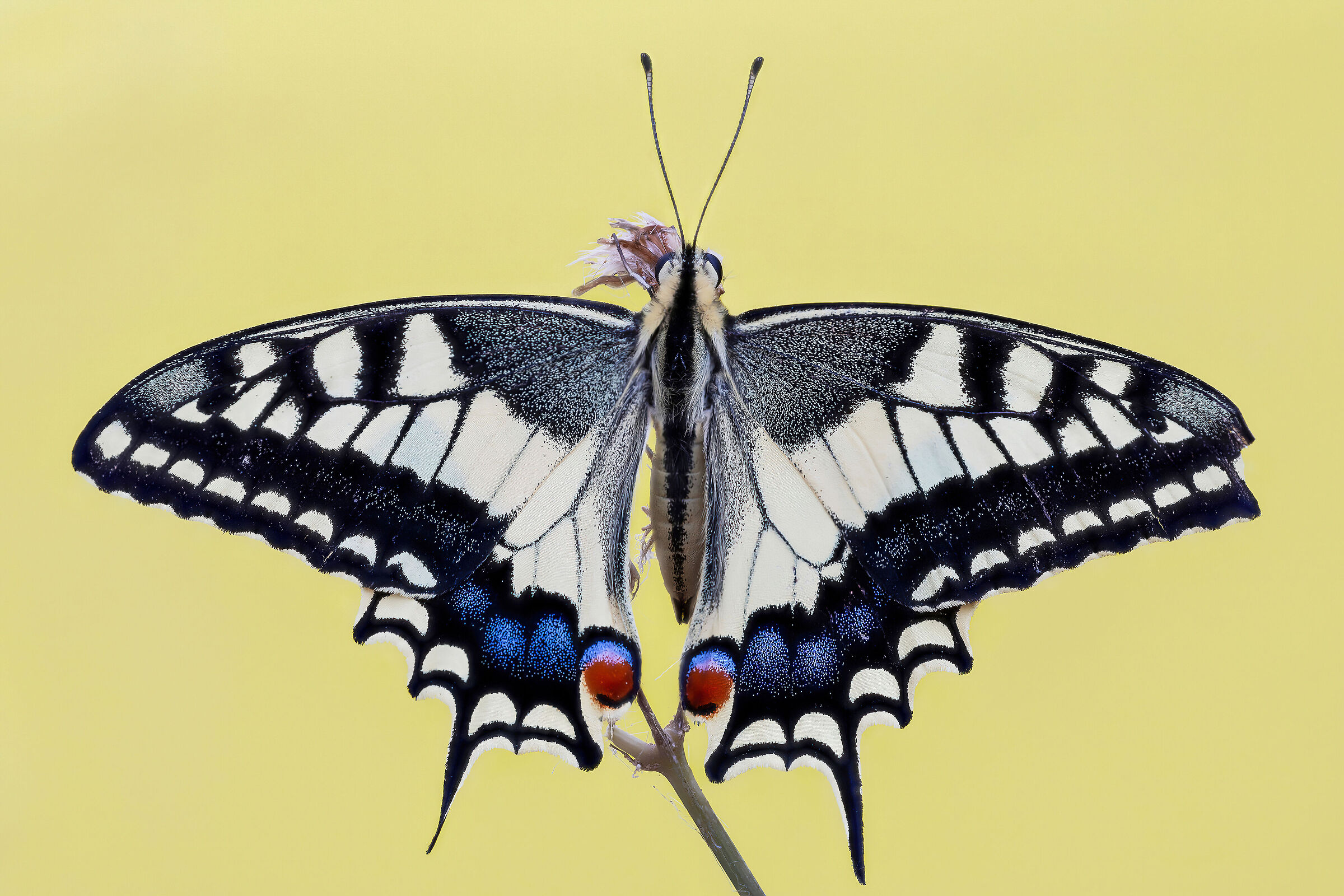 Papilio machaon