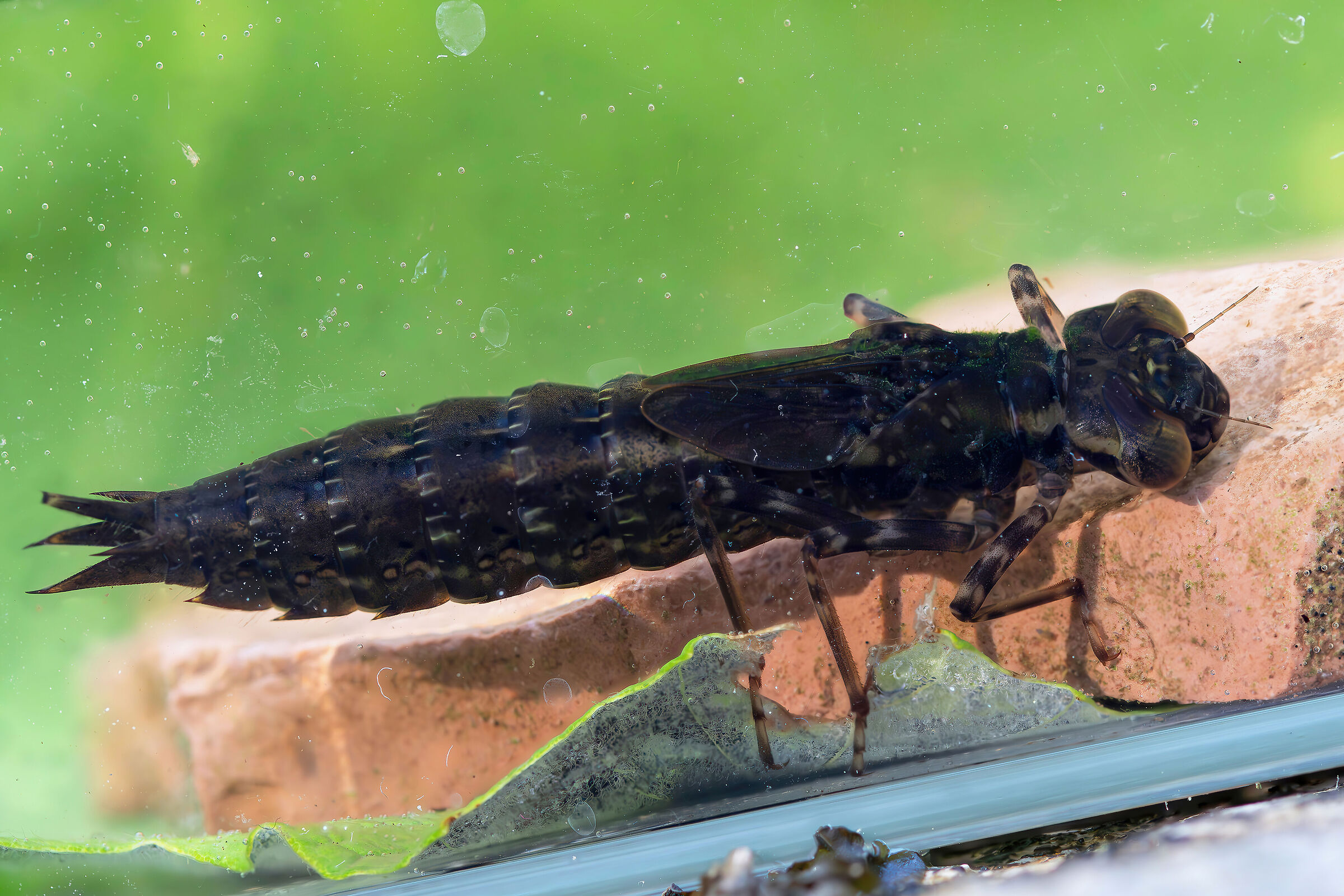 Larva of Aeshna cyanea