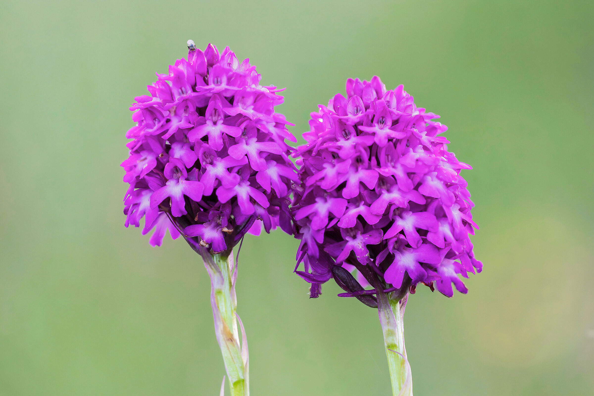 Pyramid orchid