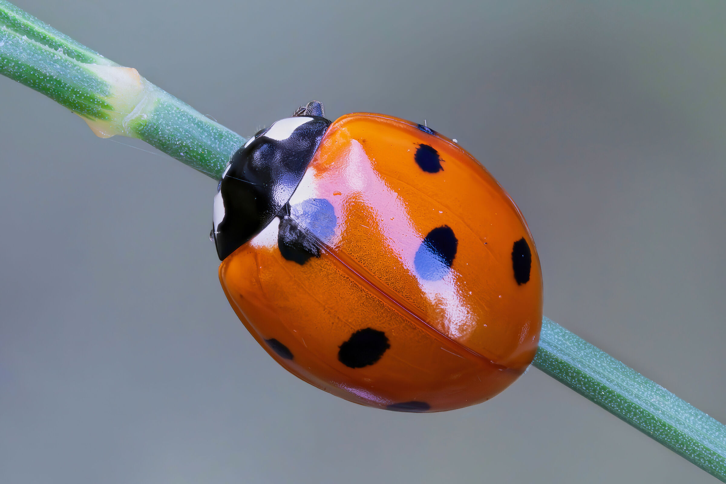 Ladybug septempunctata