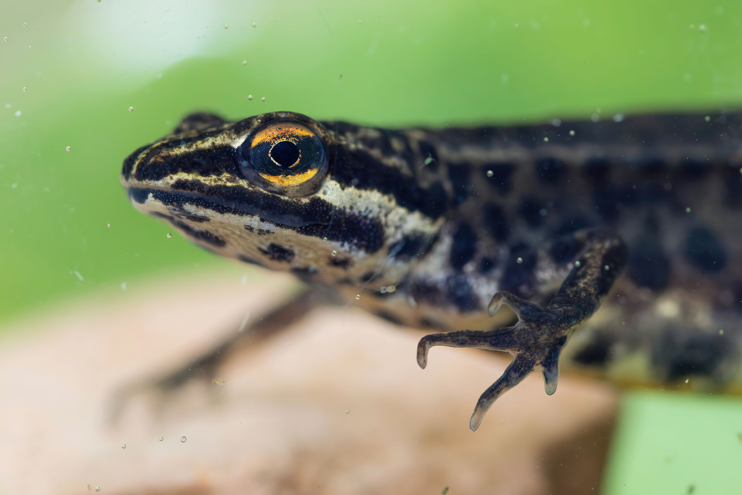 Lissotriton vulgaris (Dotted Newt)