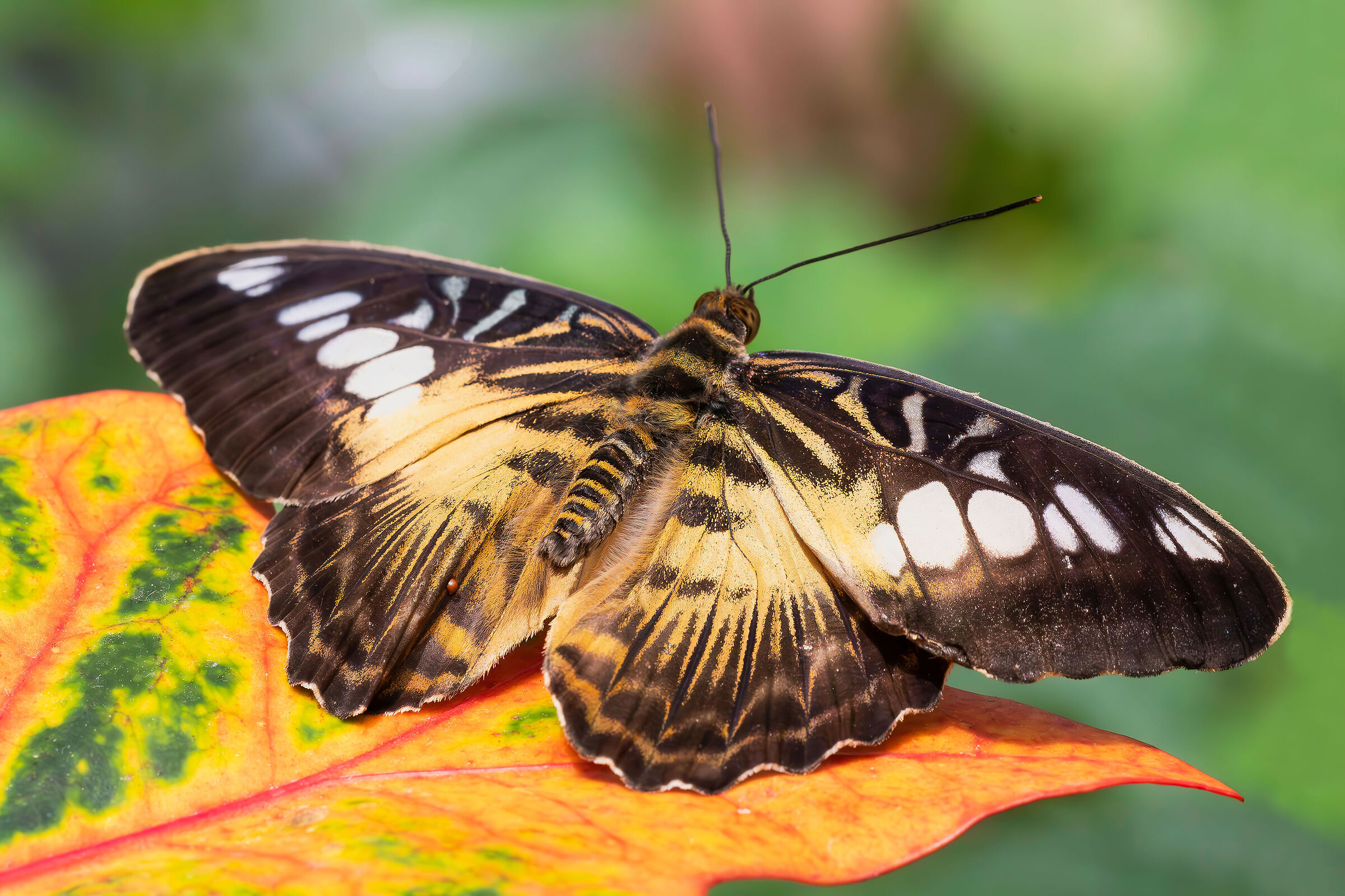 Parthenos sylvia