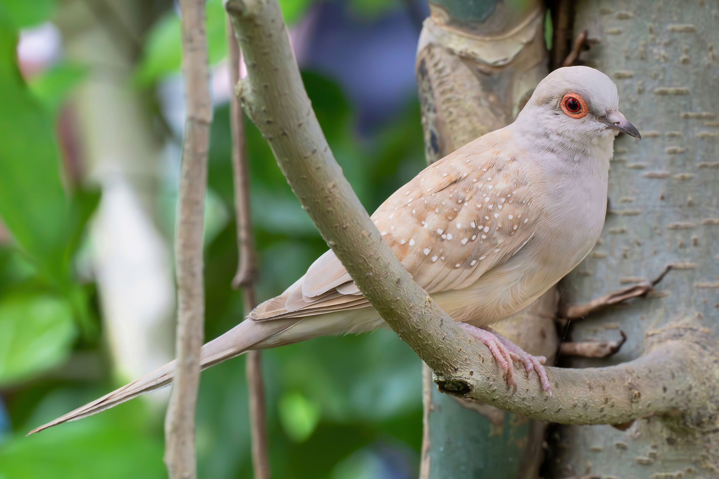 Geopelia cuneata (diamond dove)