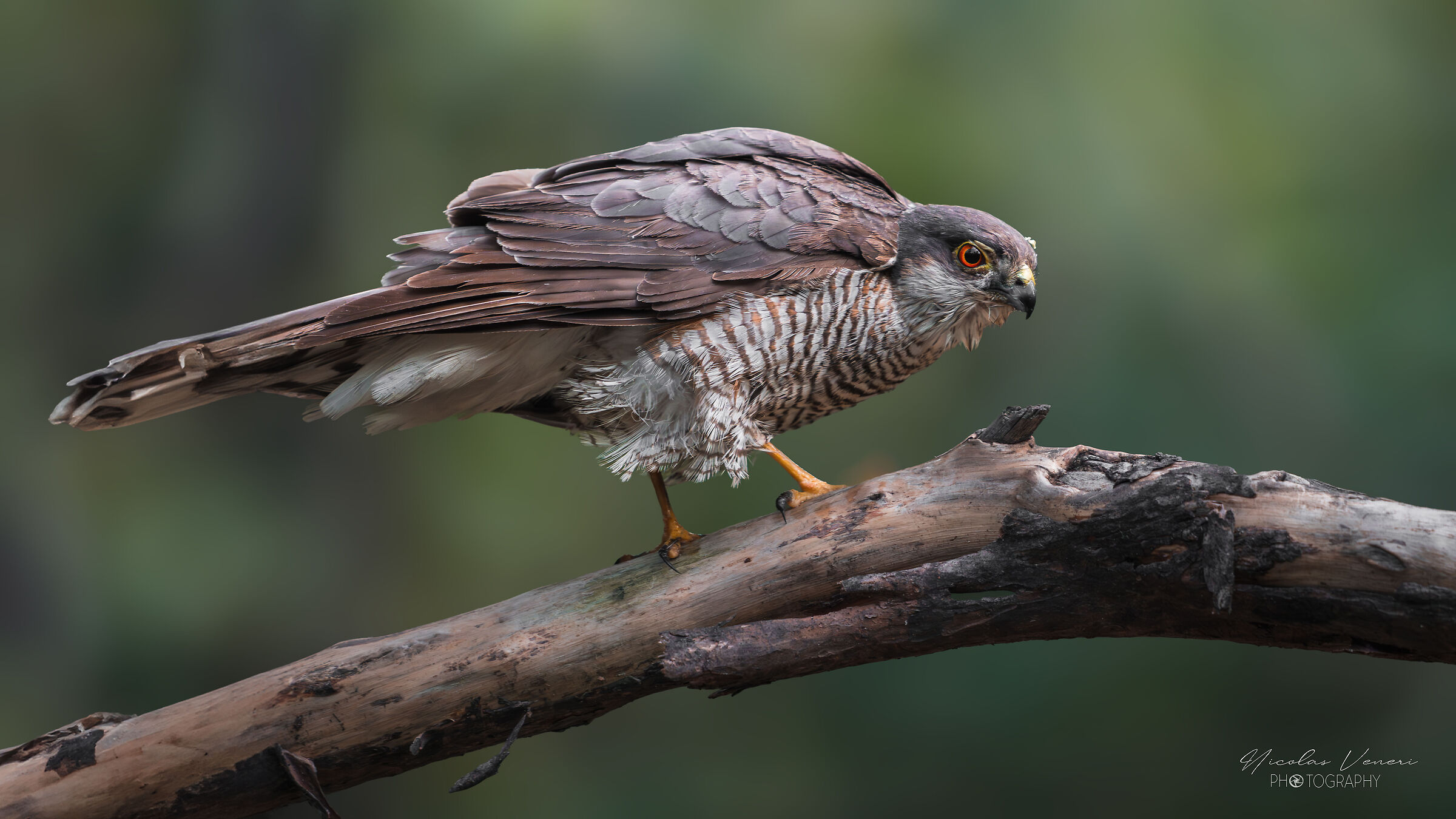 Sparrowhawk