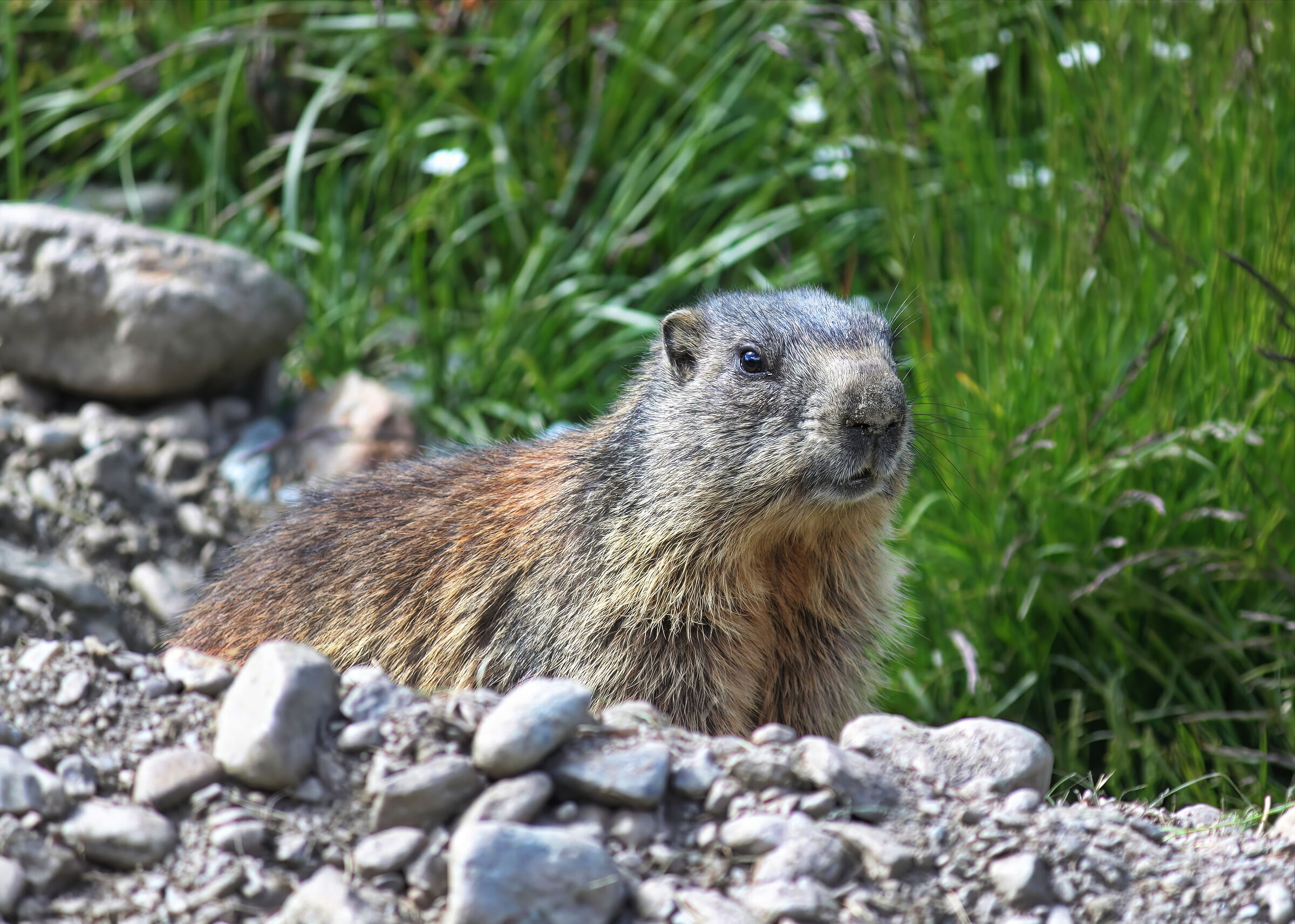Parco Nazionale Dello Stelvio