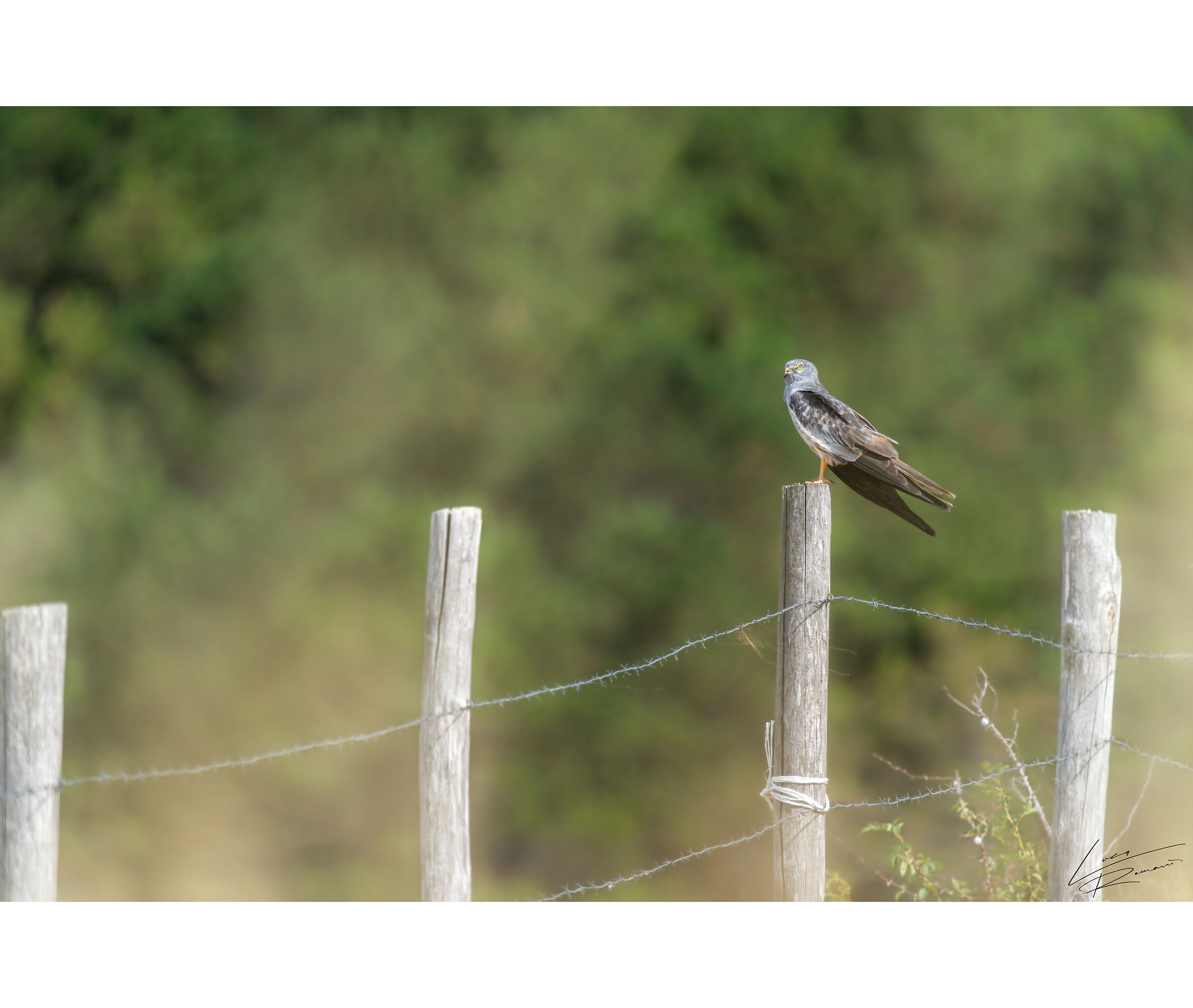 Young Harrier