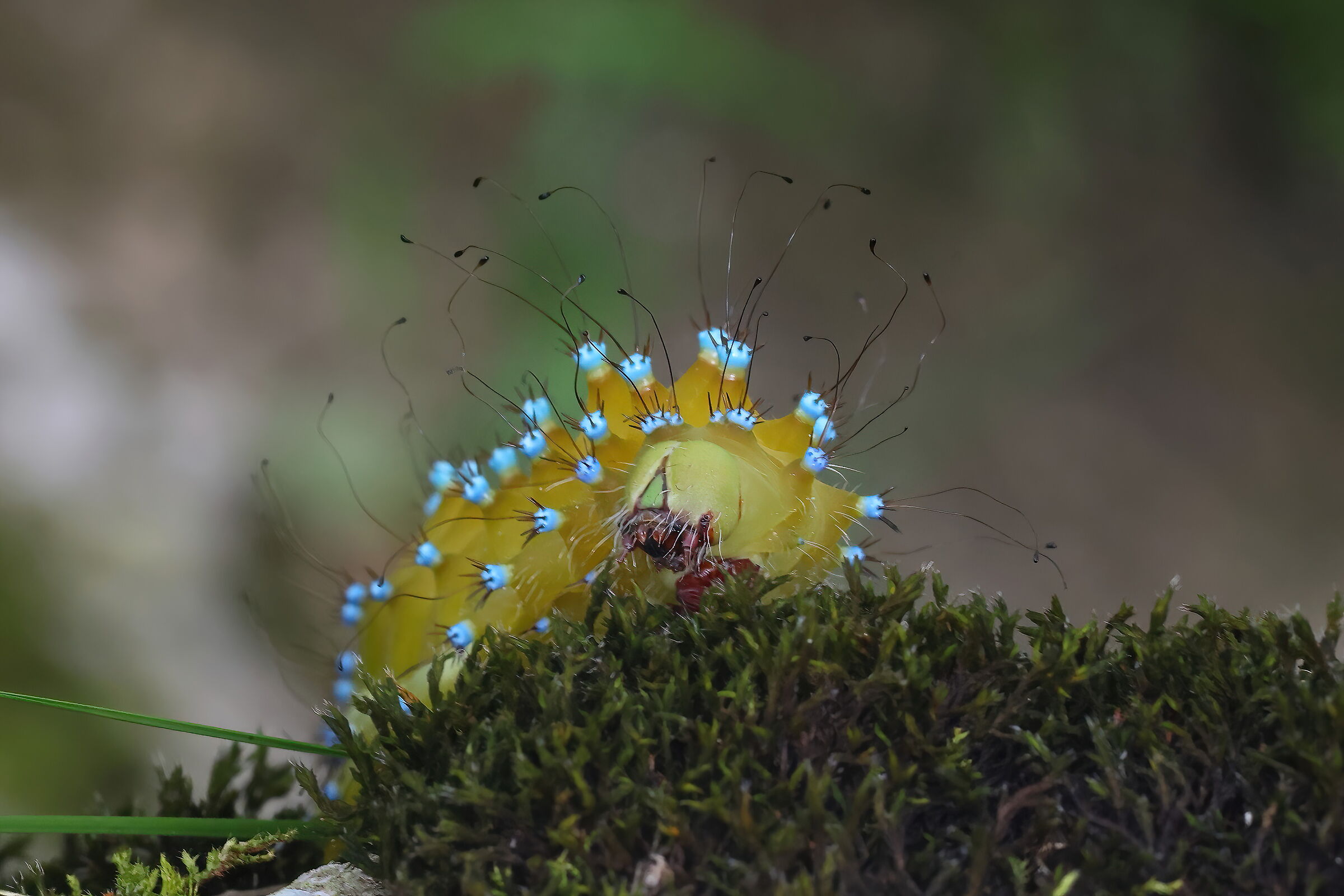 Saturnia pyri