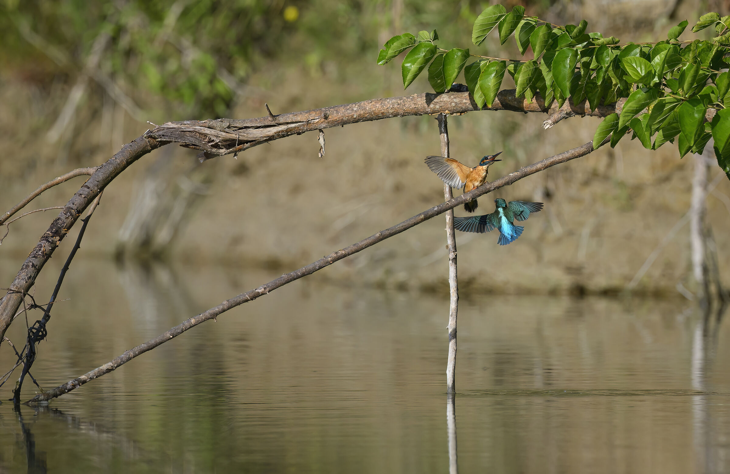 Kingfisher
