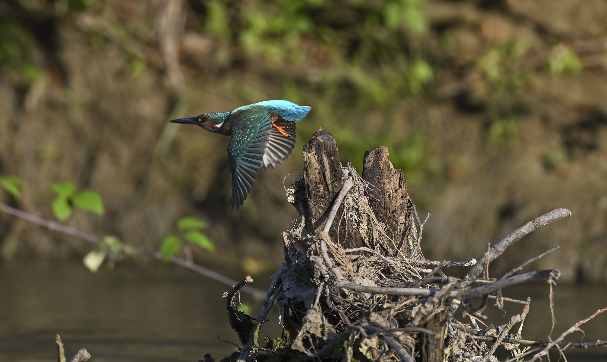 Kingfisher
